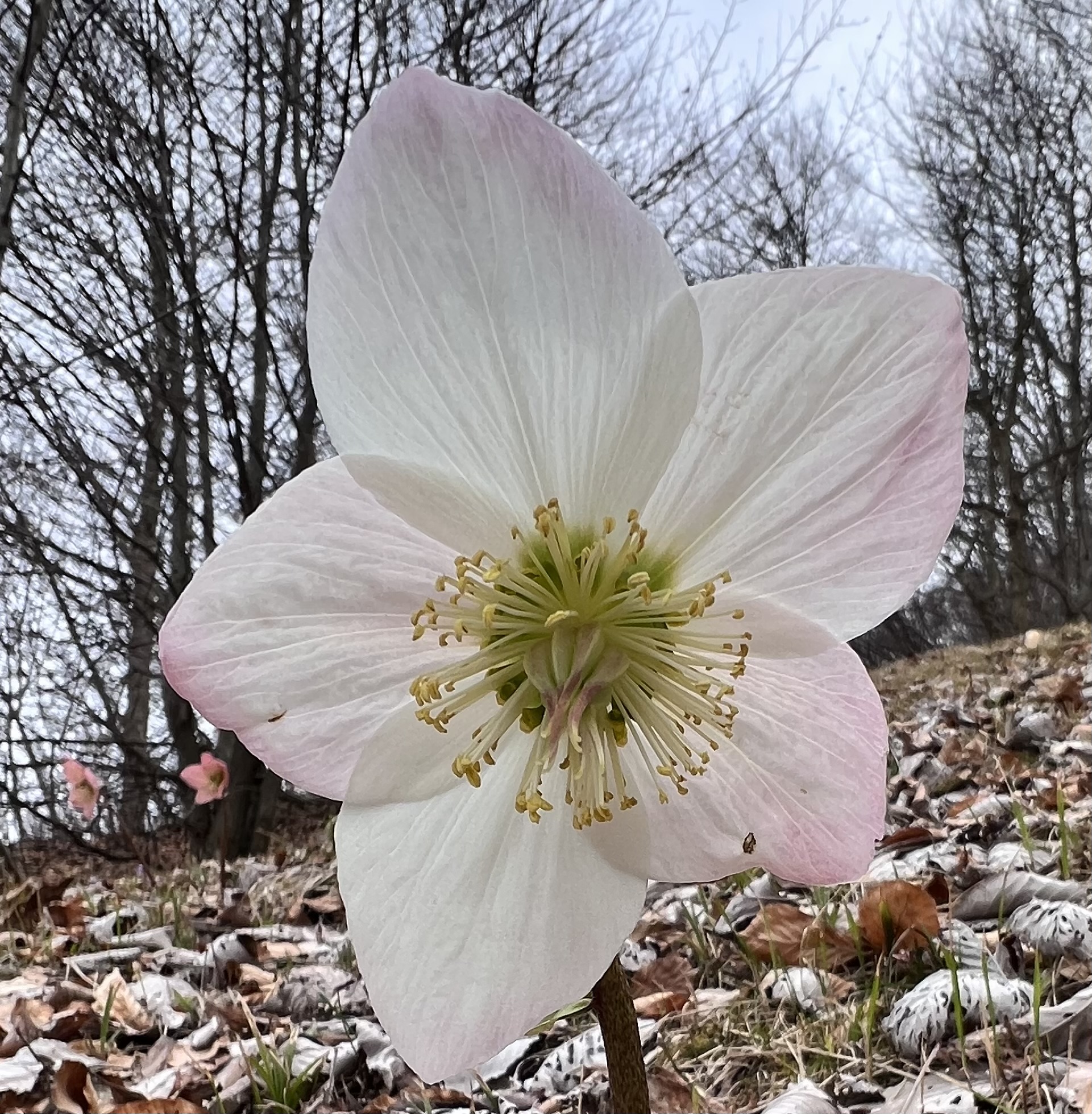 Snowdrops, but what snow?