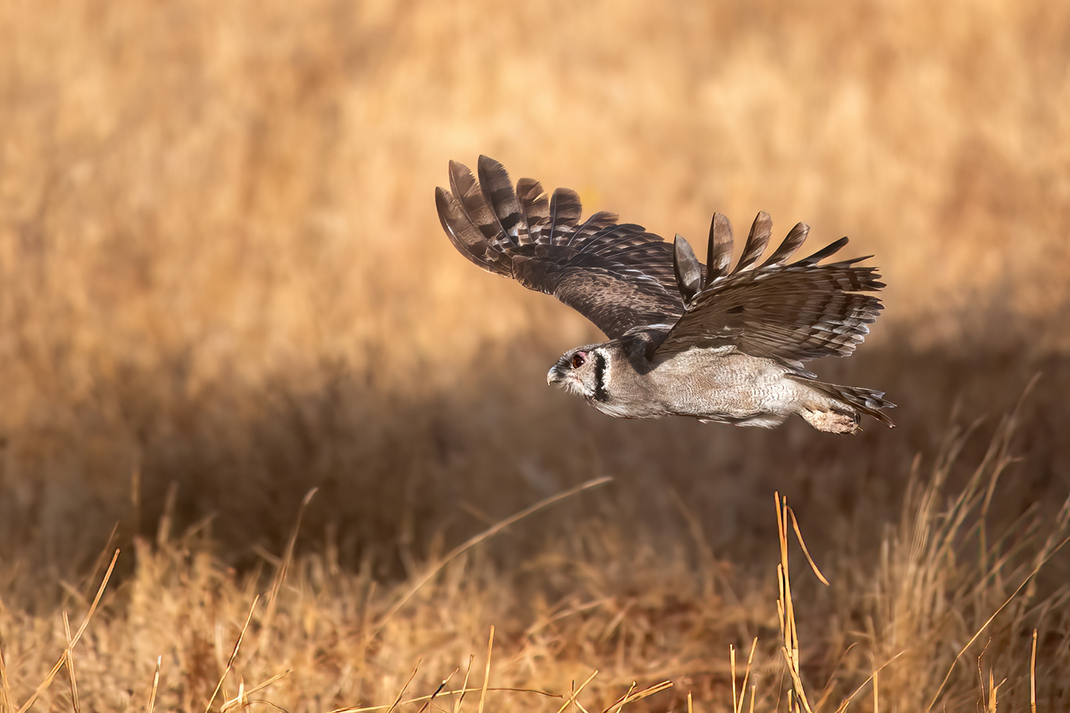 Gufo Latteo in volo nella Savana