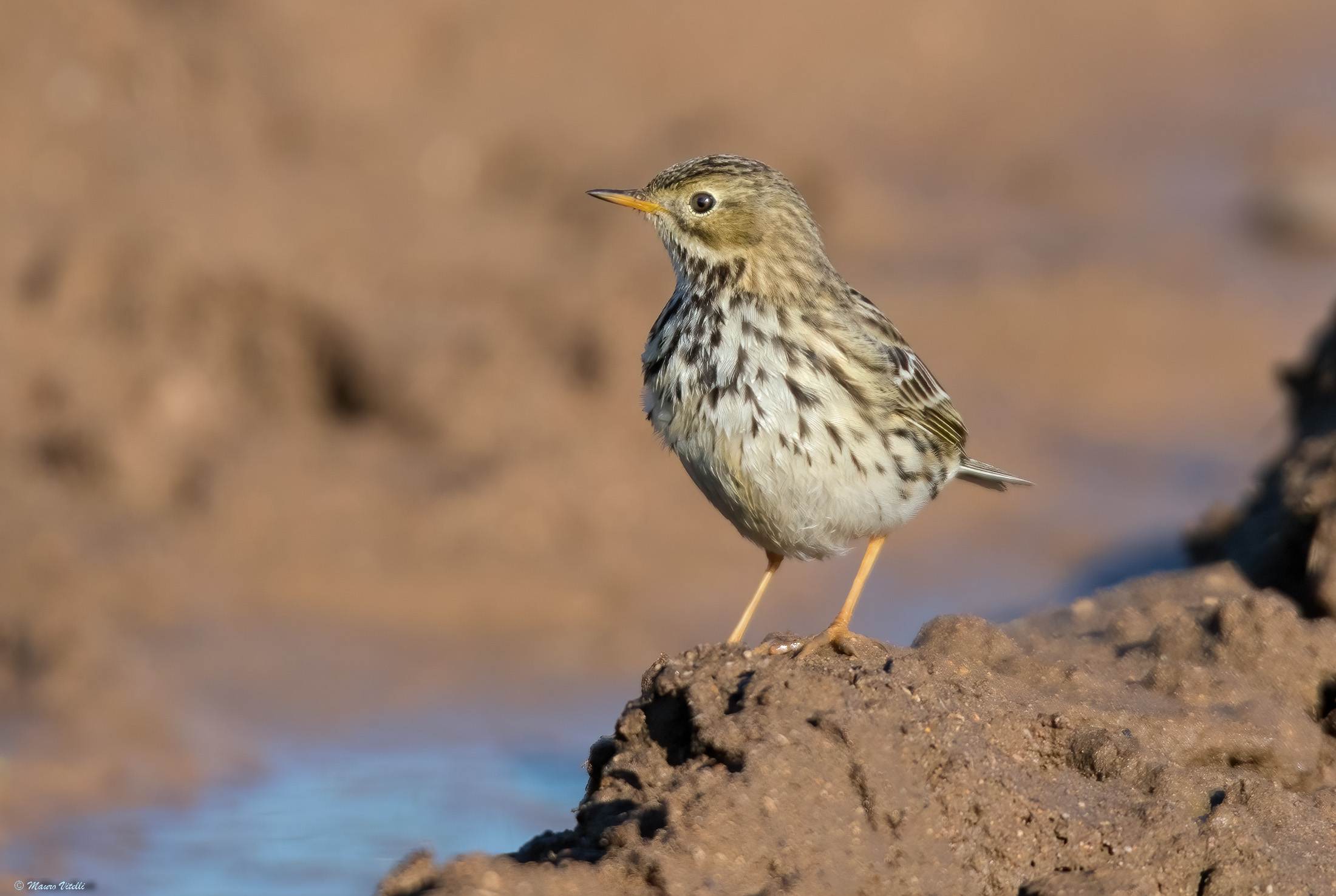 Pipit (Anthus pratensis)