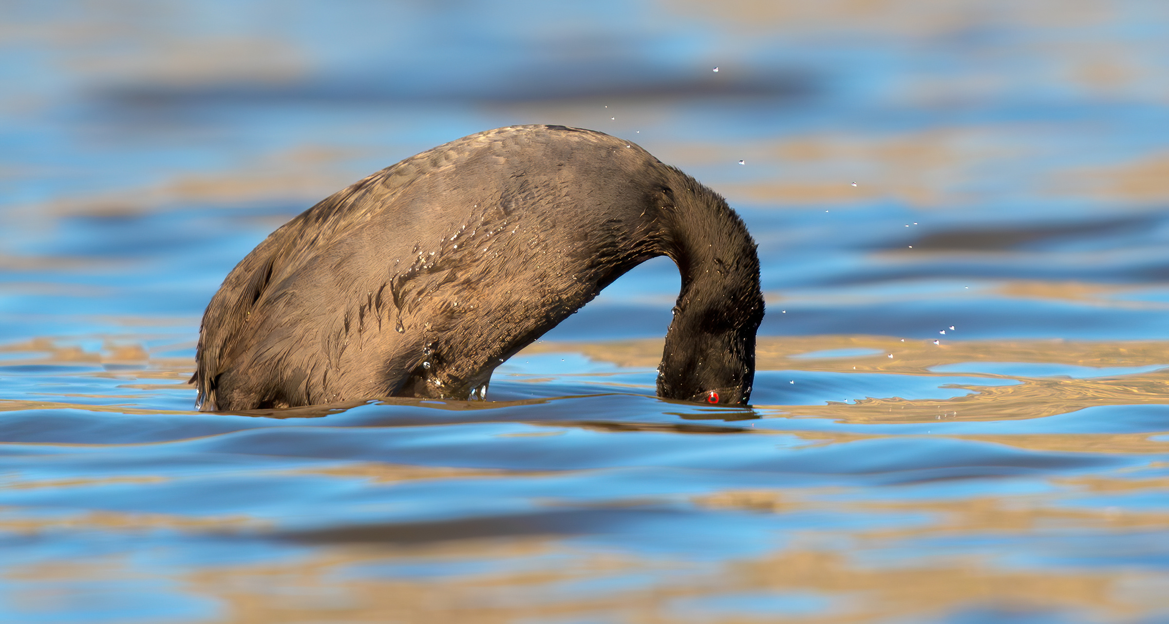 Immersioni in folagha