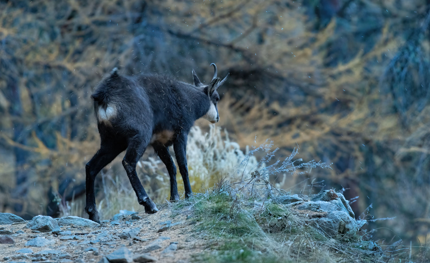 chamois