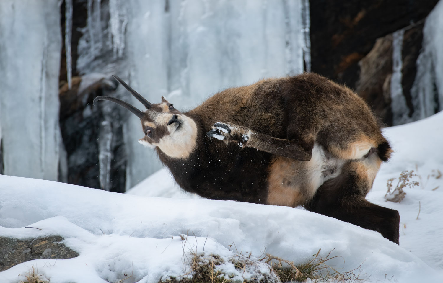 Chamois