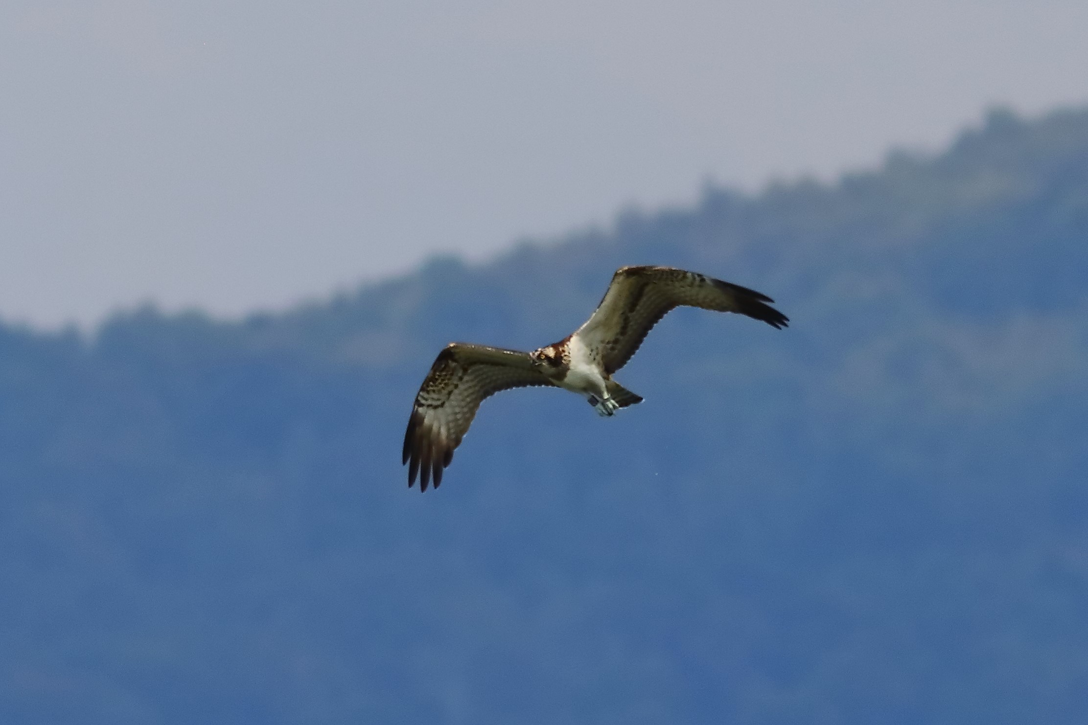 Osprey 04-09-2023