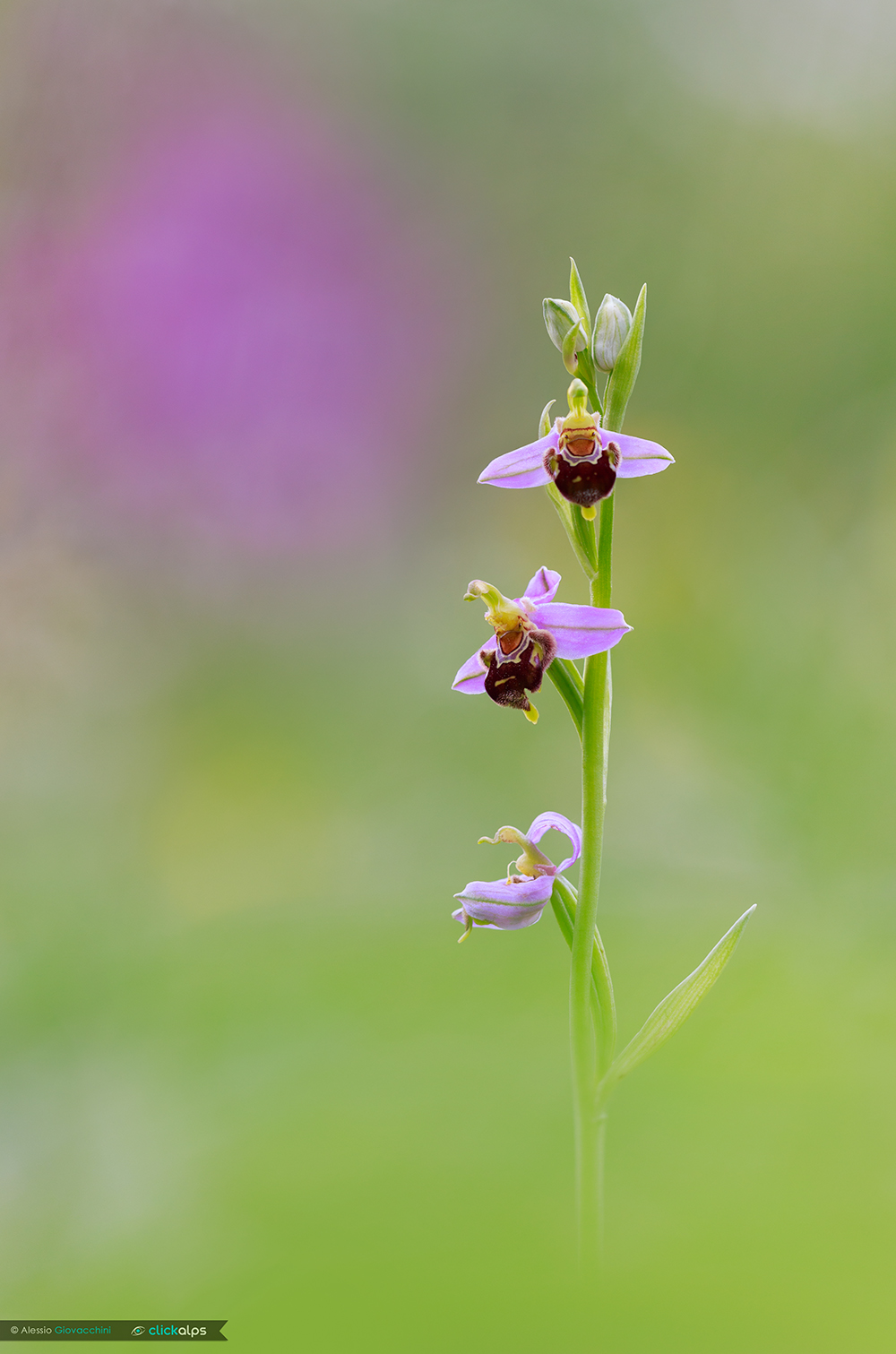 Ophrys apifera