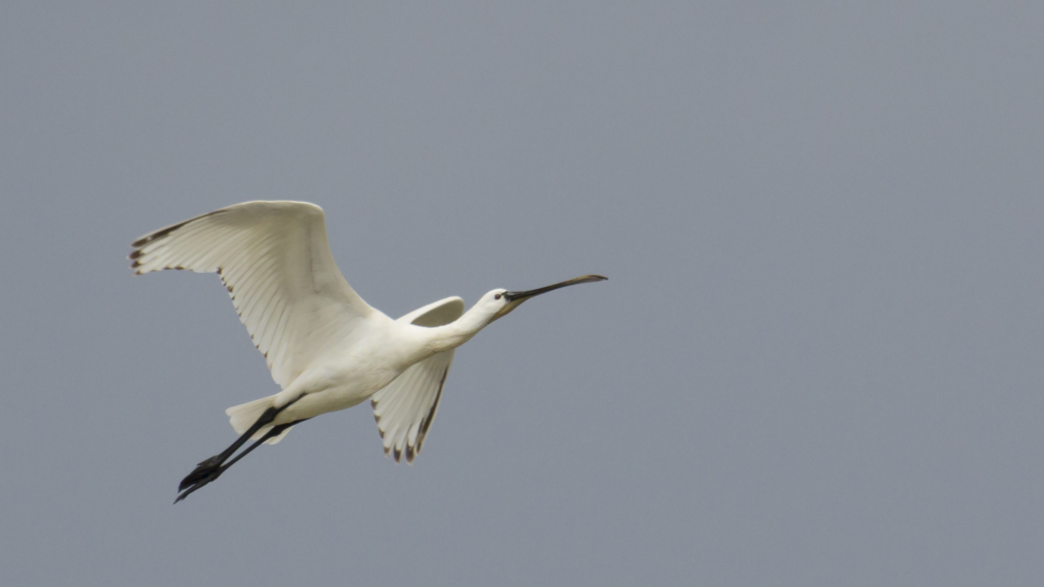 Spatola (platalea leucorodia)