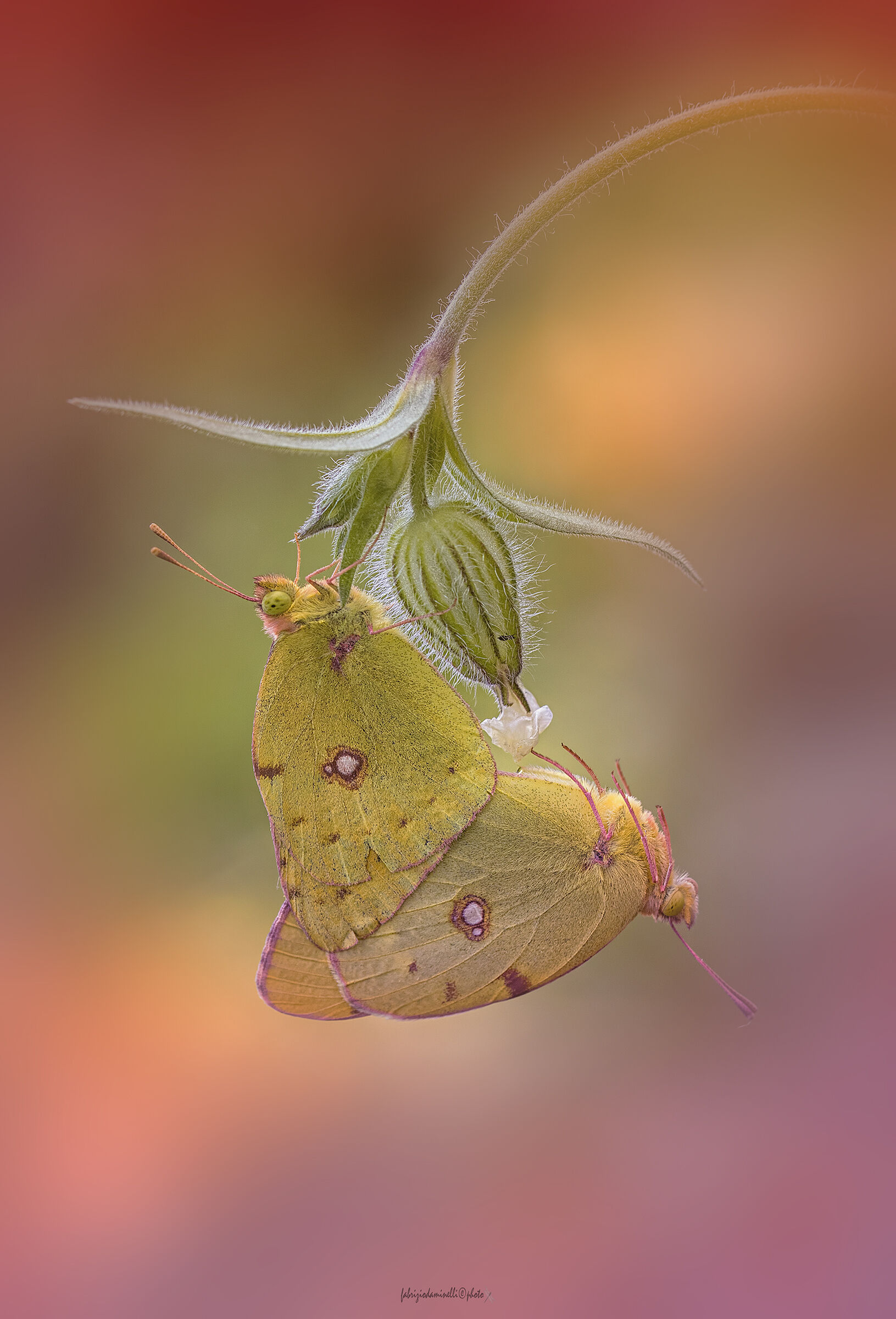 Colias croceus - mating