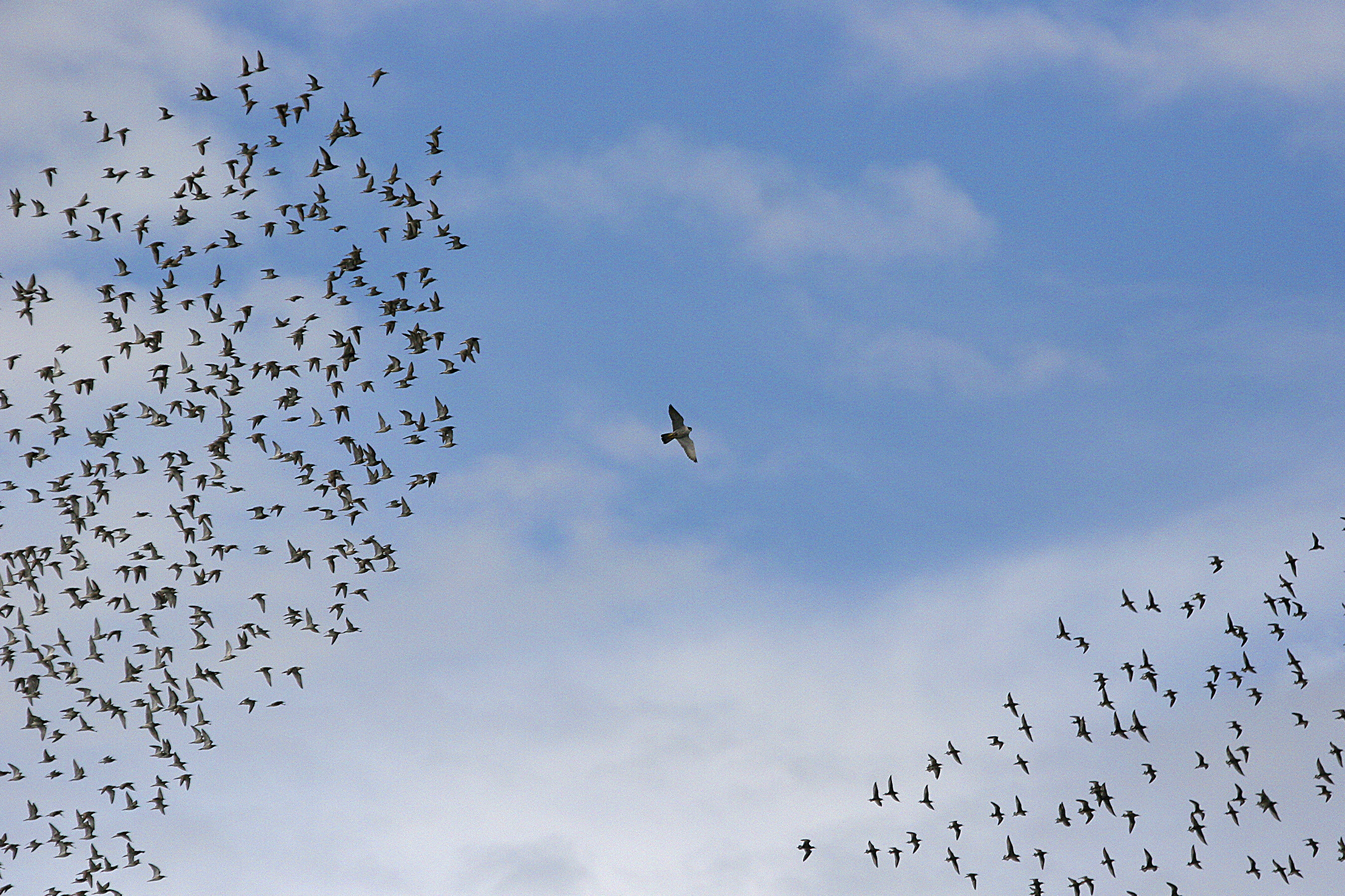 Peregrine falcon on the hunt for fighters