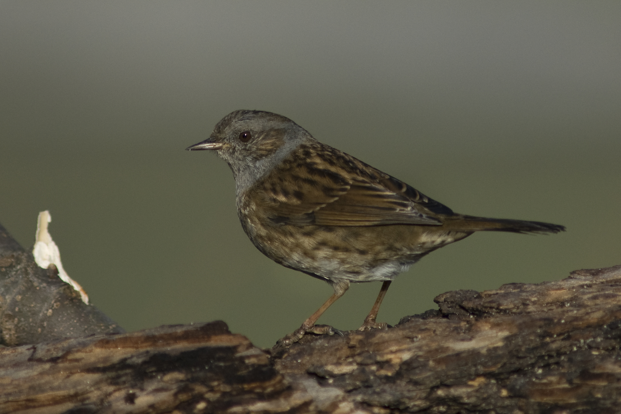 Dunnock