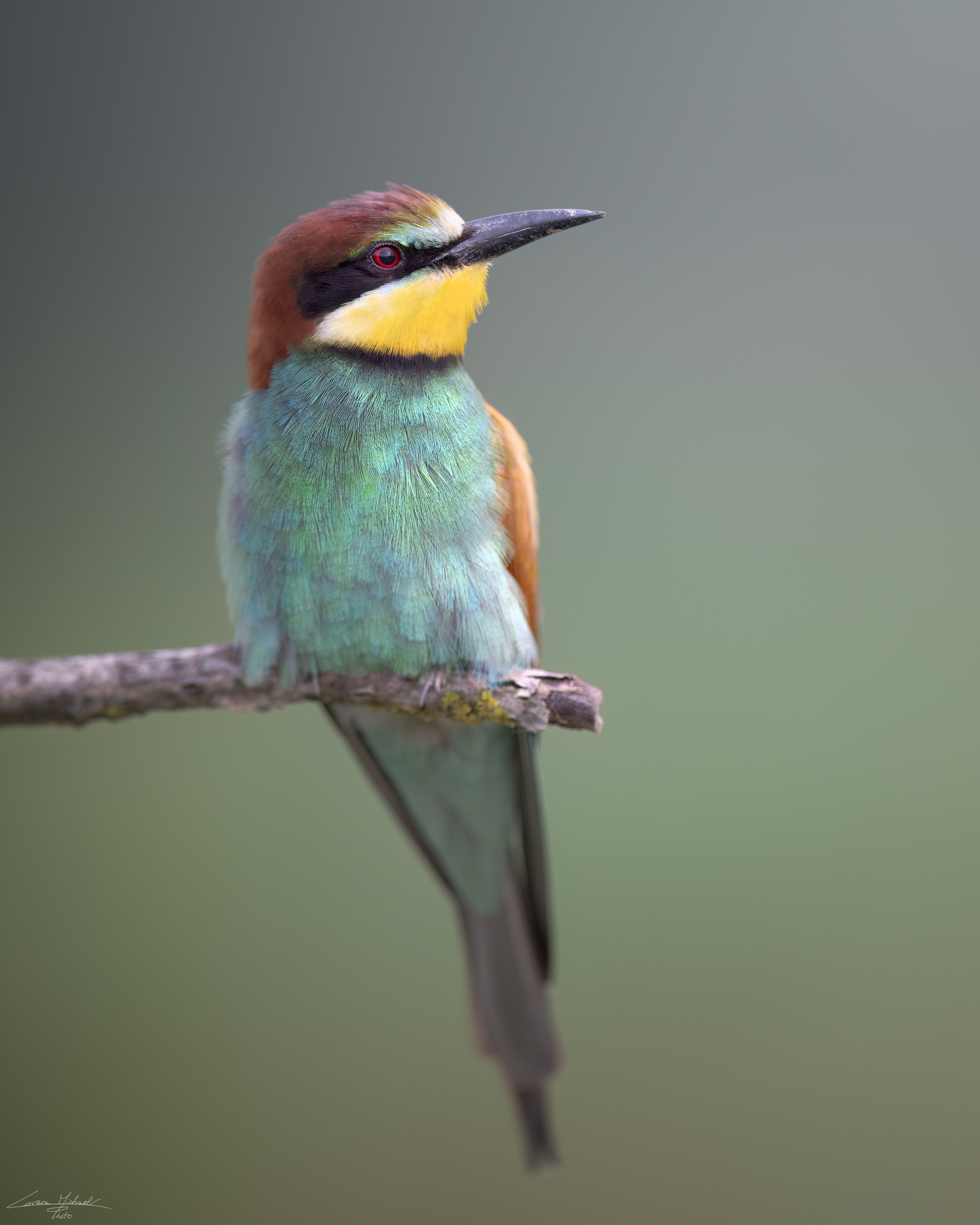 Bee-eater