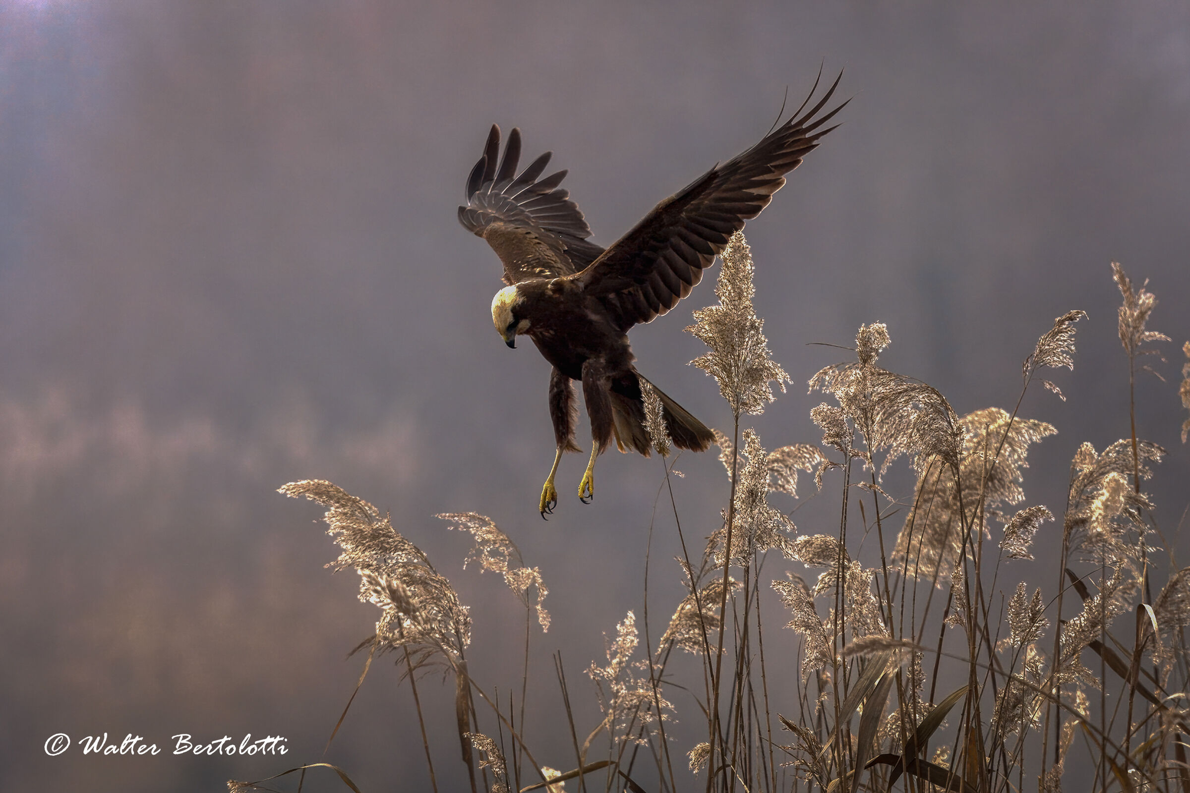 quasi in spirito santo