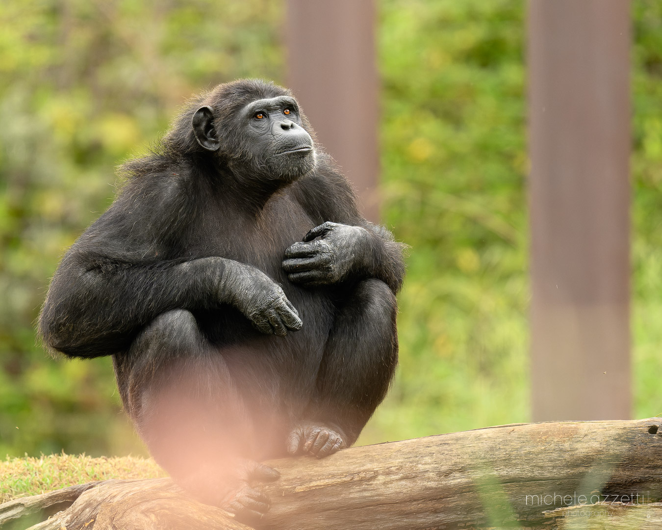 Chimpanzee