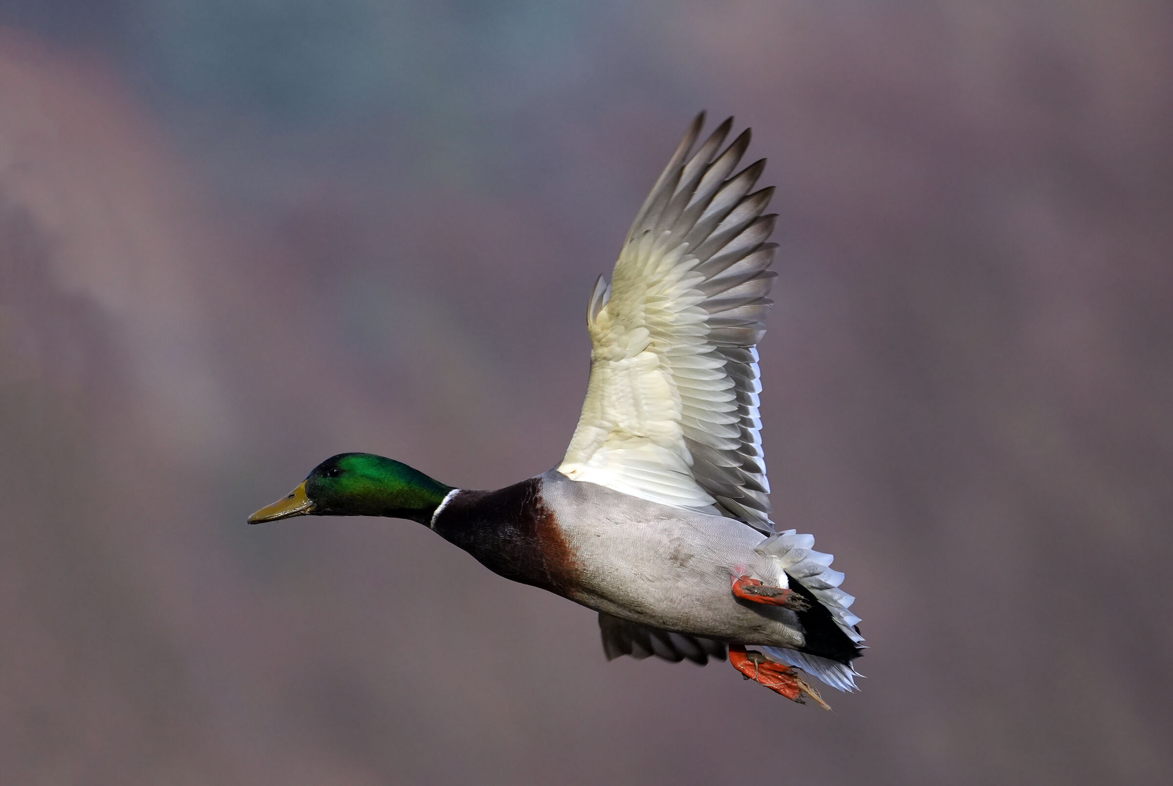 Male mallard