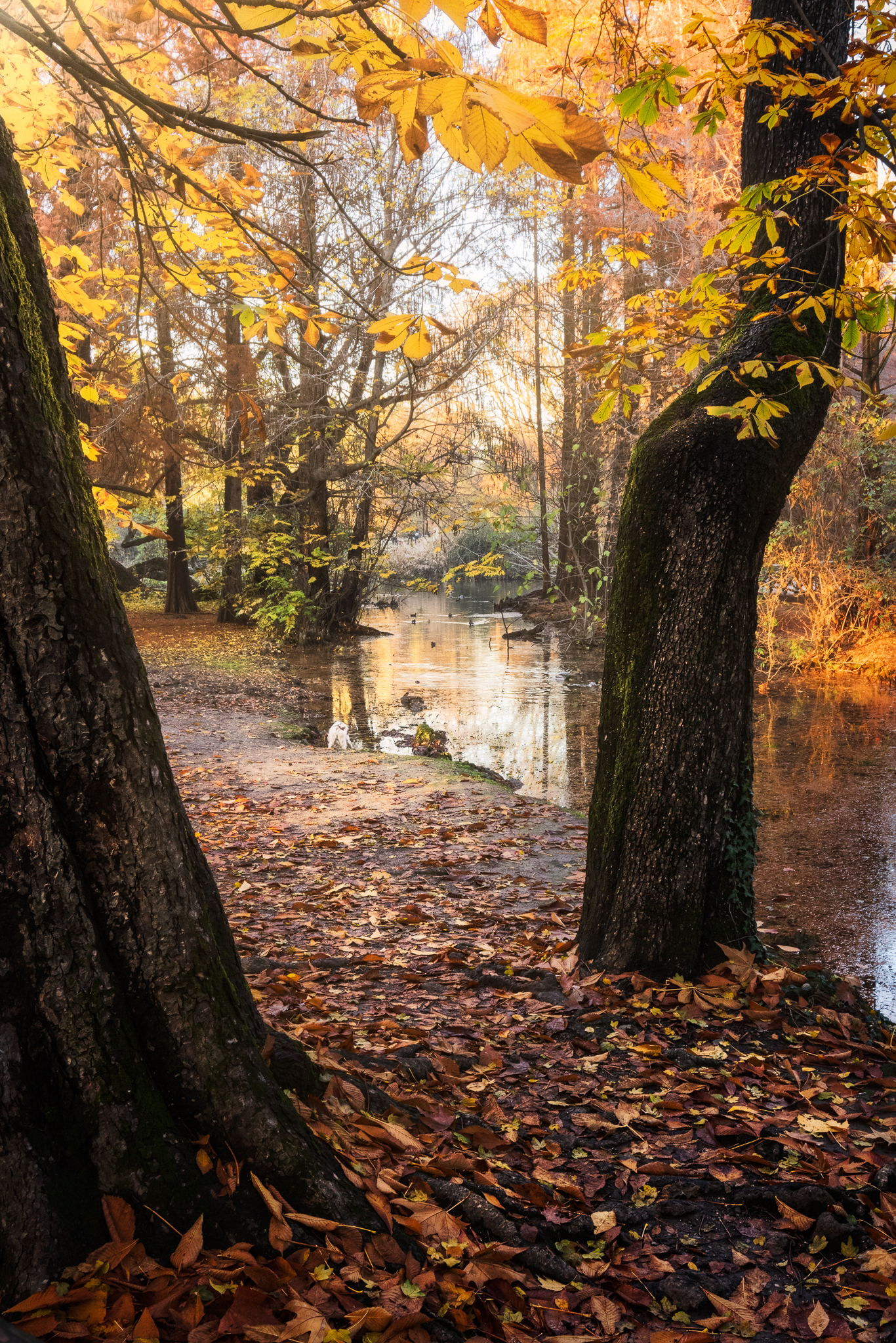 Il Rosso dell'Autunno