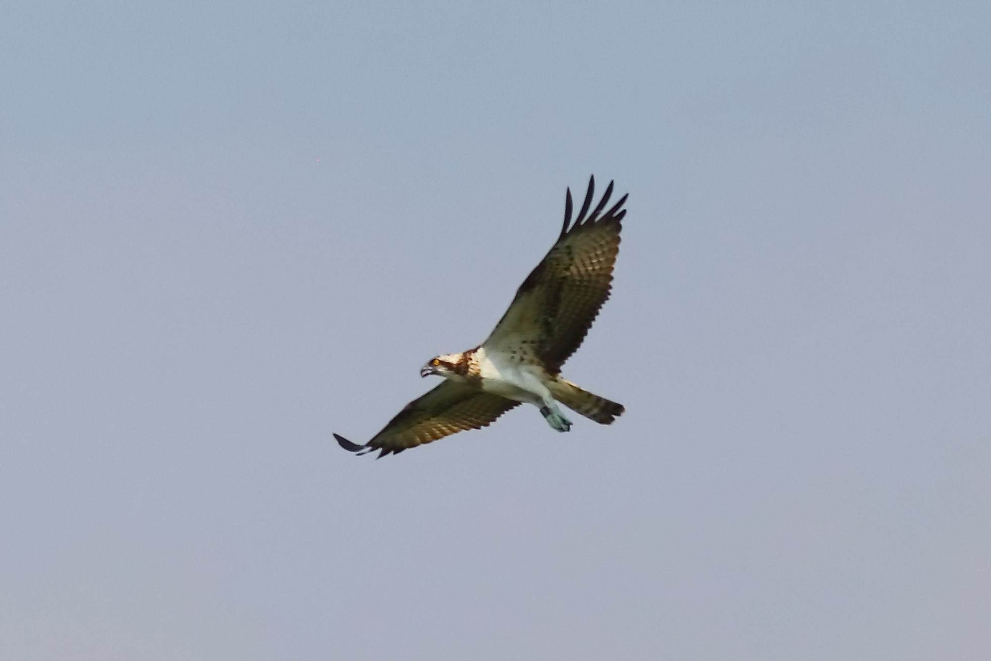 Osprey 04-09-2023