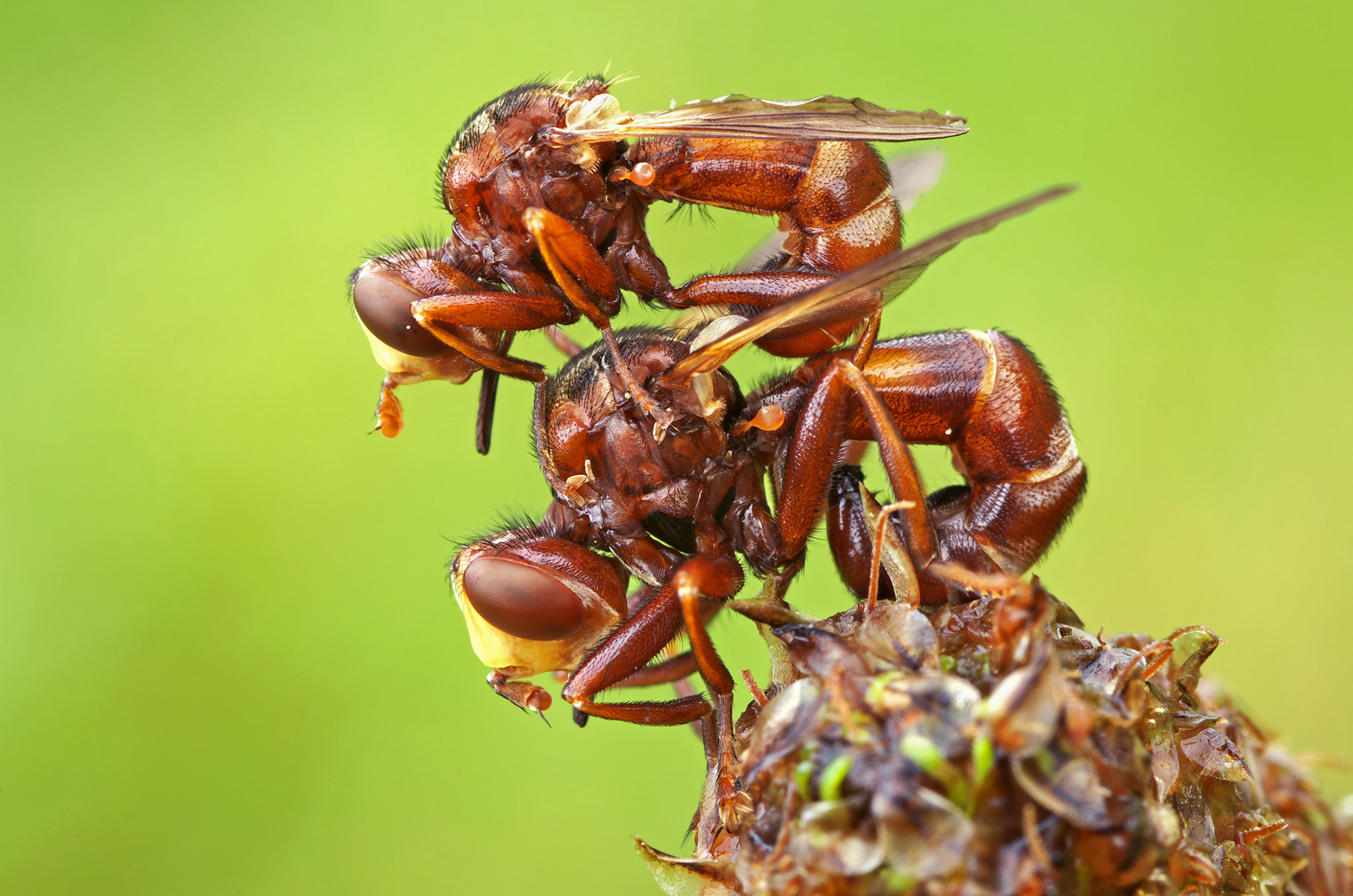 Ferrugineus di Sicus