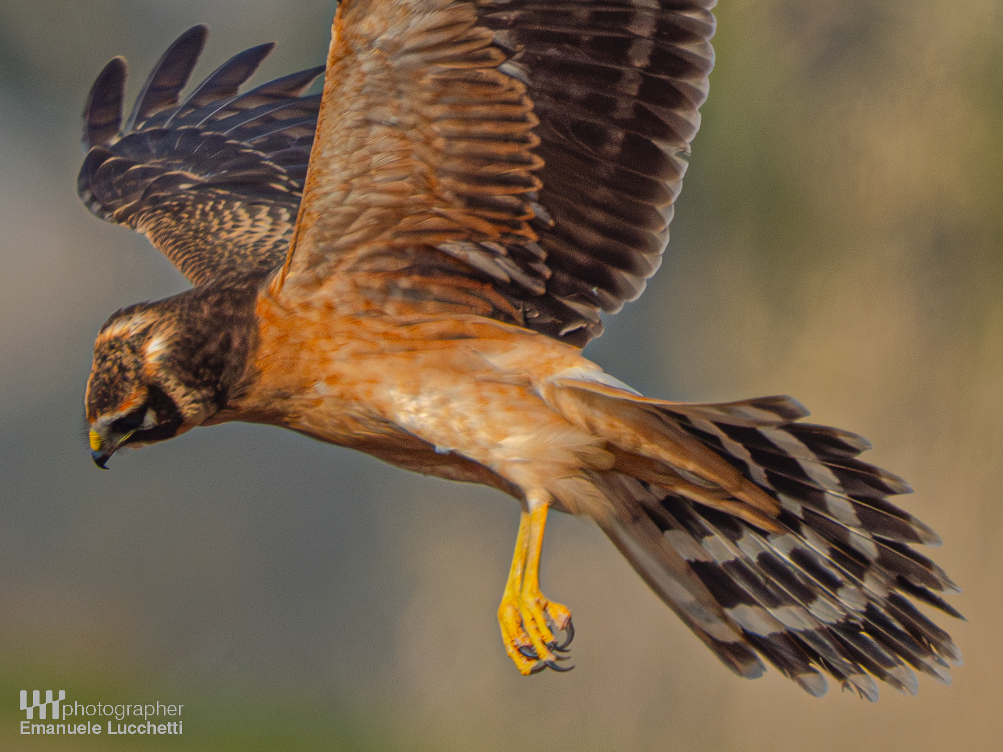 Albanella pallida (female, juvenile)