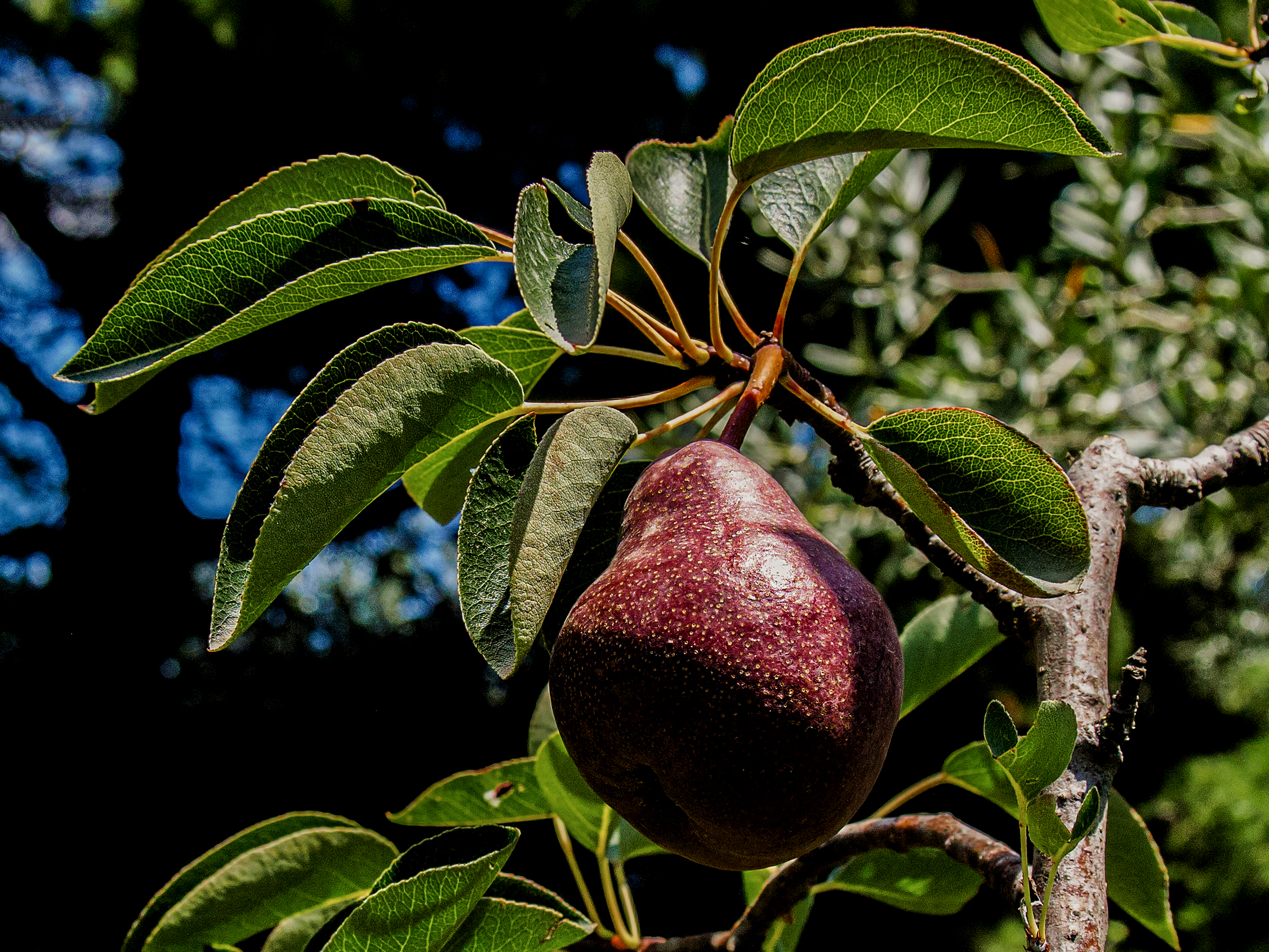 Frutta che non si butta...