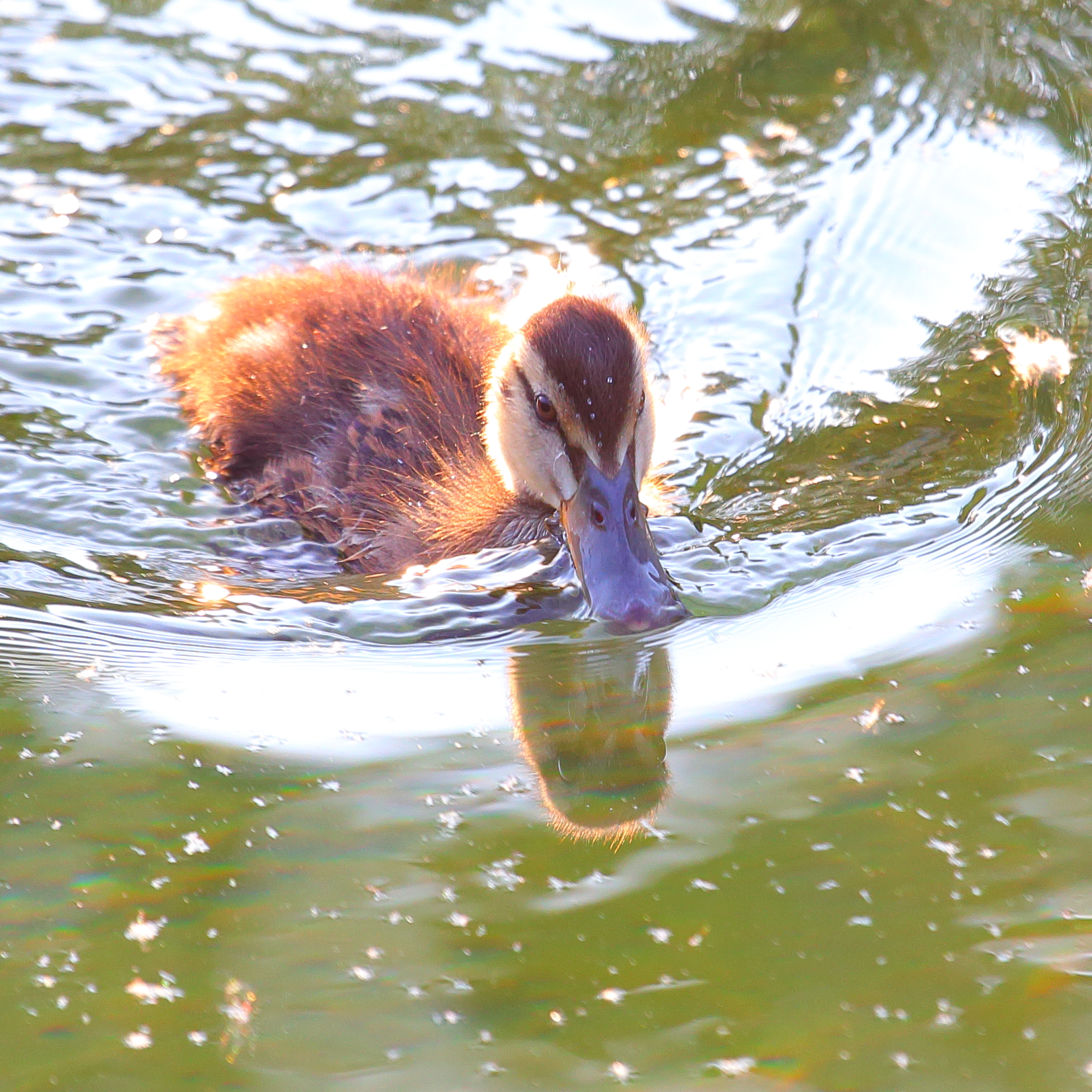 Pulcino di Germano reale