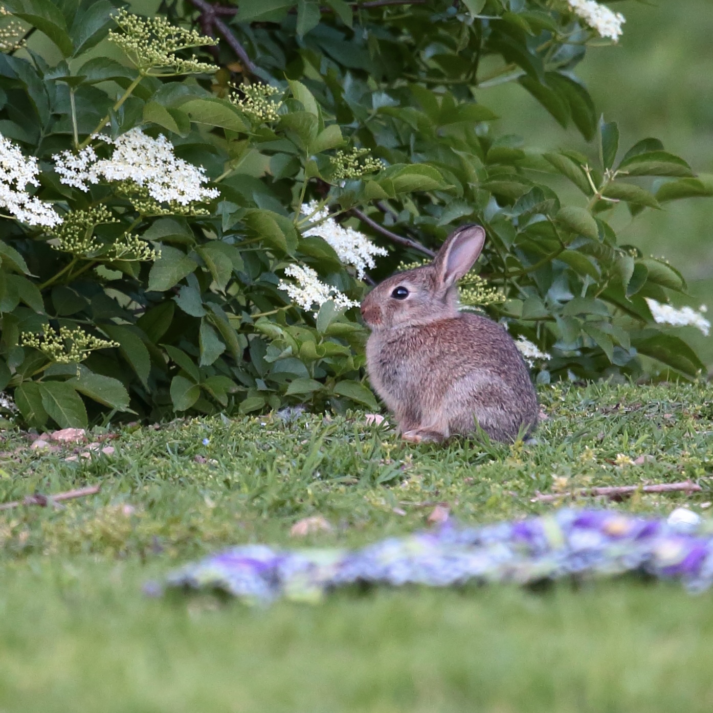 Coniglietto selvatico