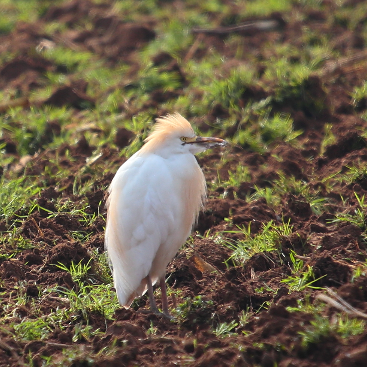 Pulcino di Airone Guardabuoi