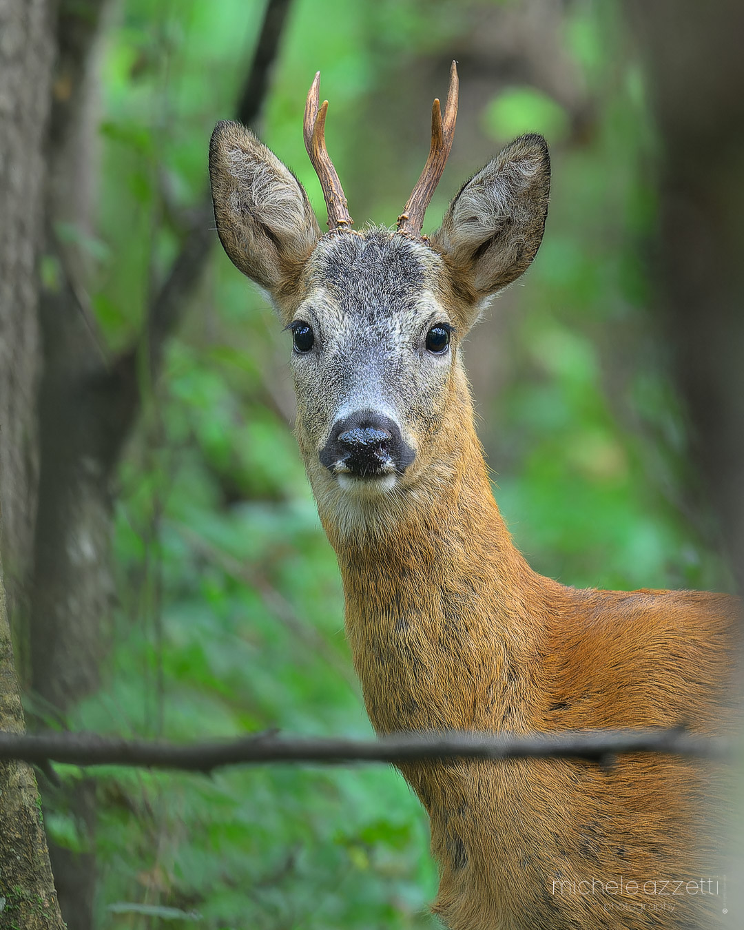 Roe deer