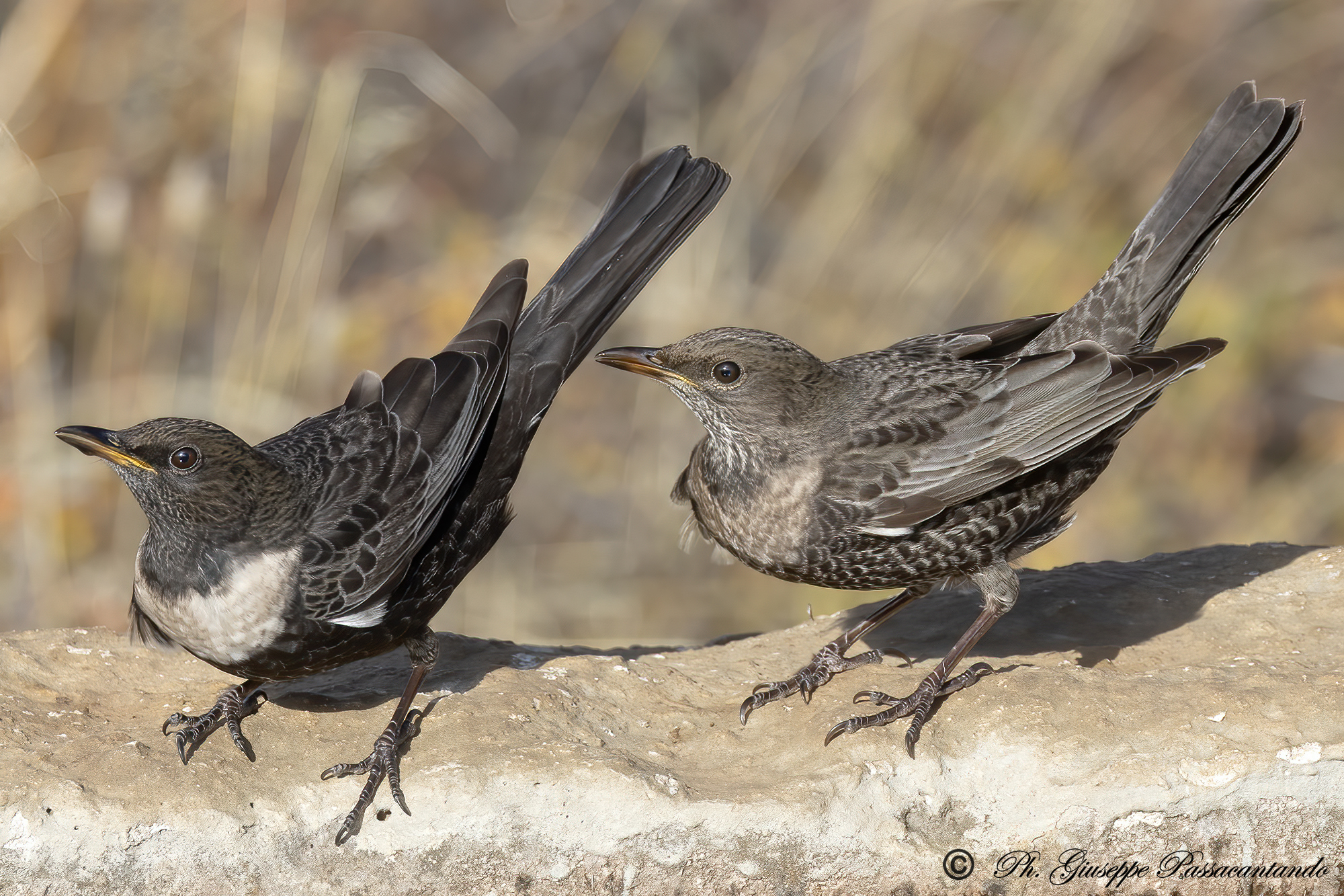 merli dal collare lui e lei
