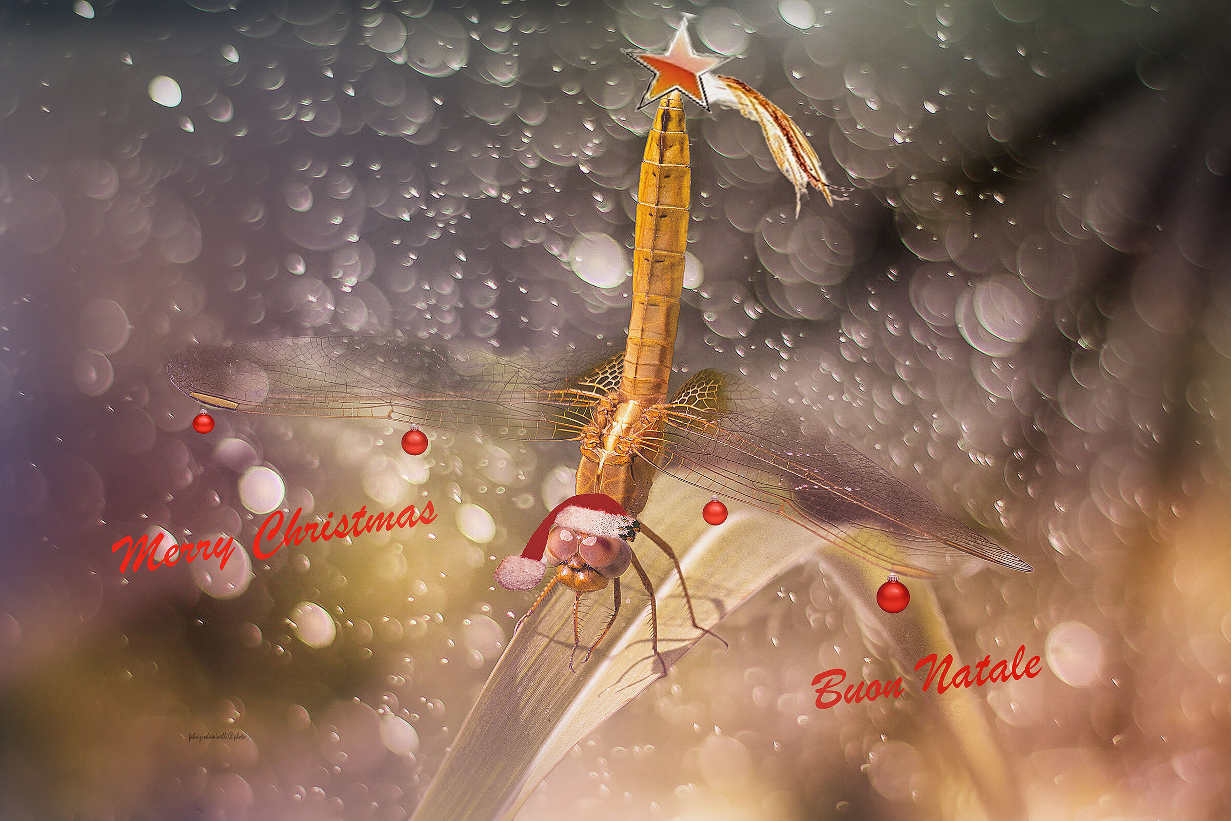 Merry Christmas - Buon Natale