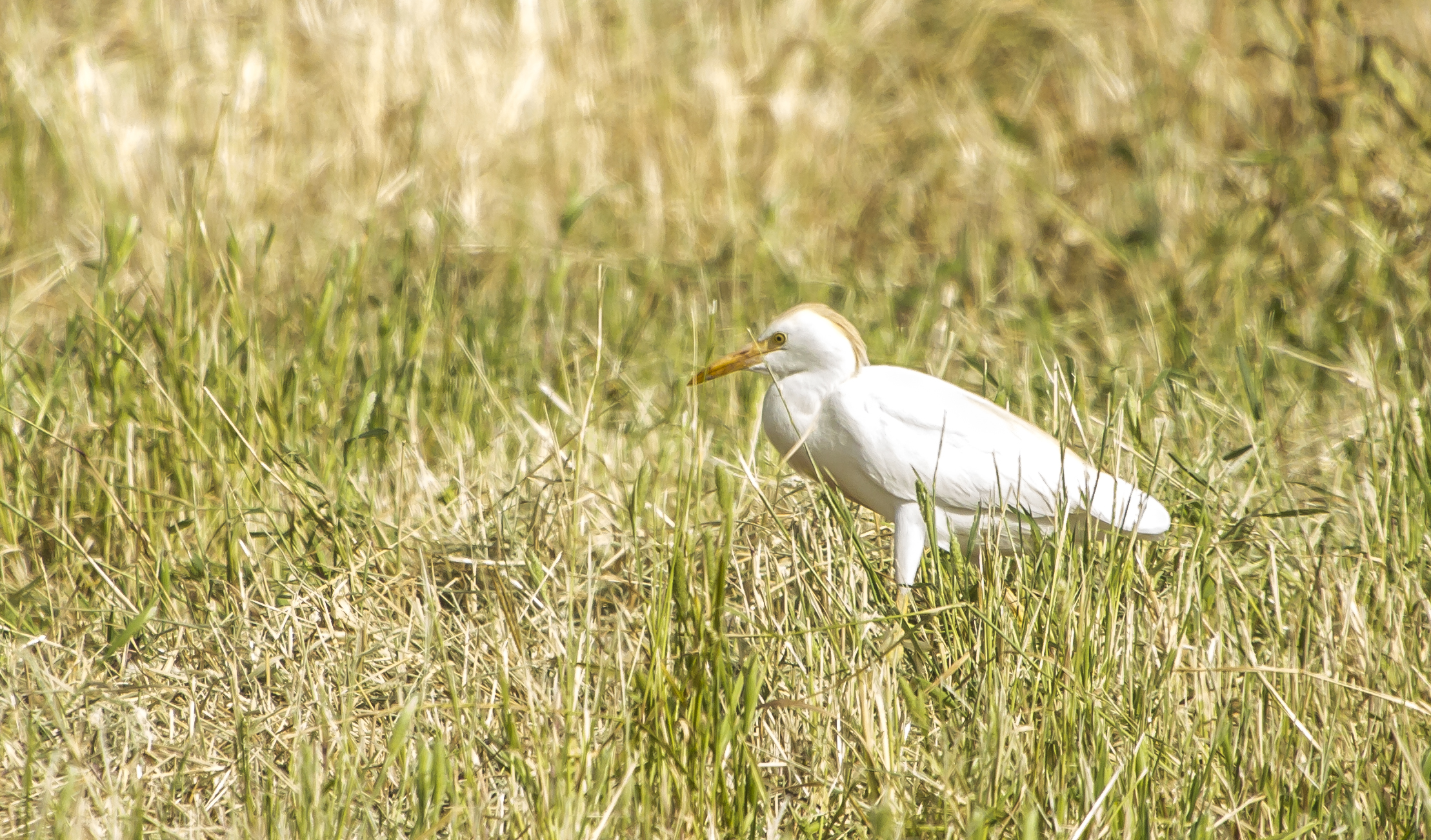 Airone guardabuoi ( Bubulcus ibis)