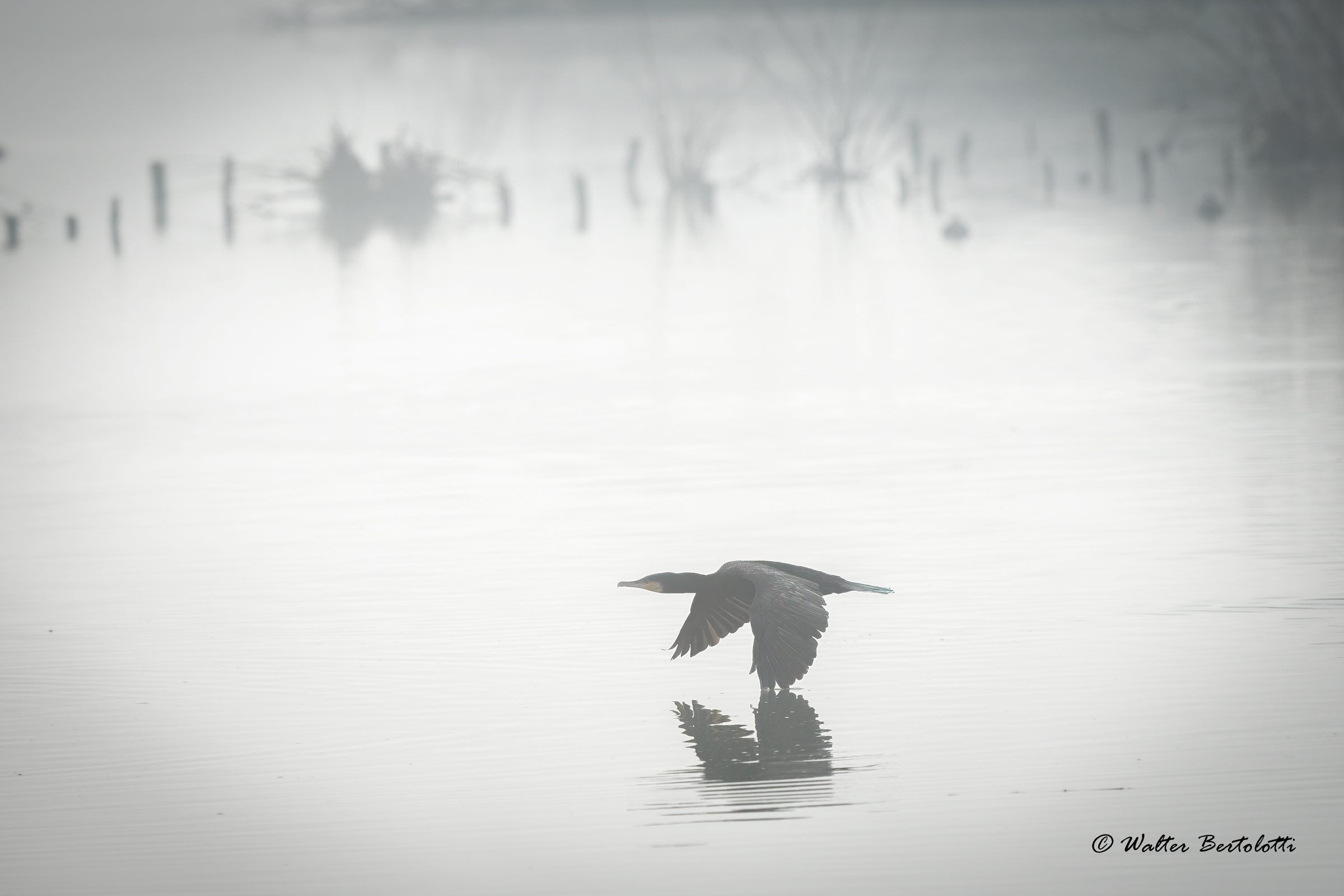 cormorano nella nebbia