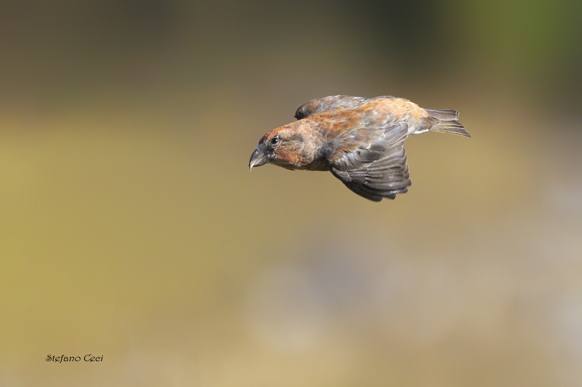 Crociere maschio in volo