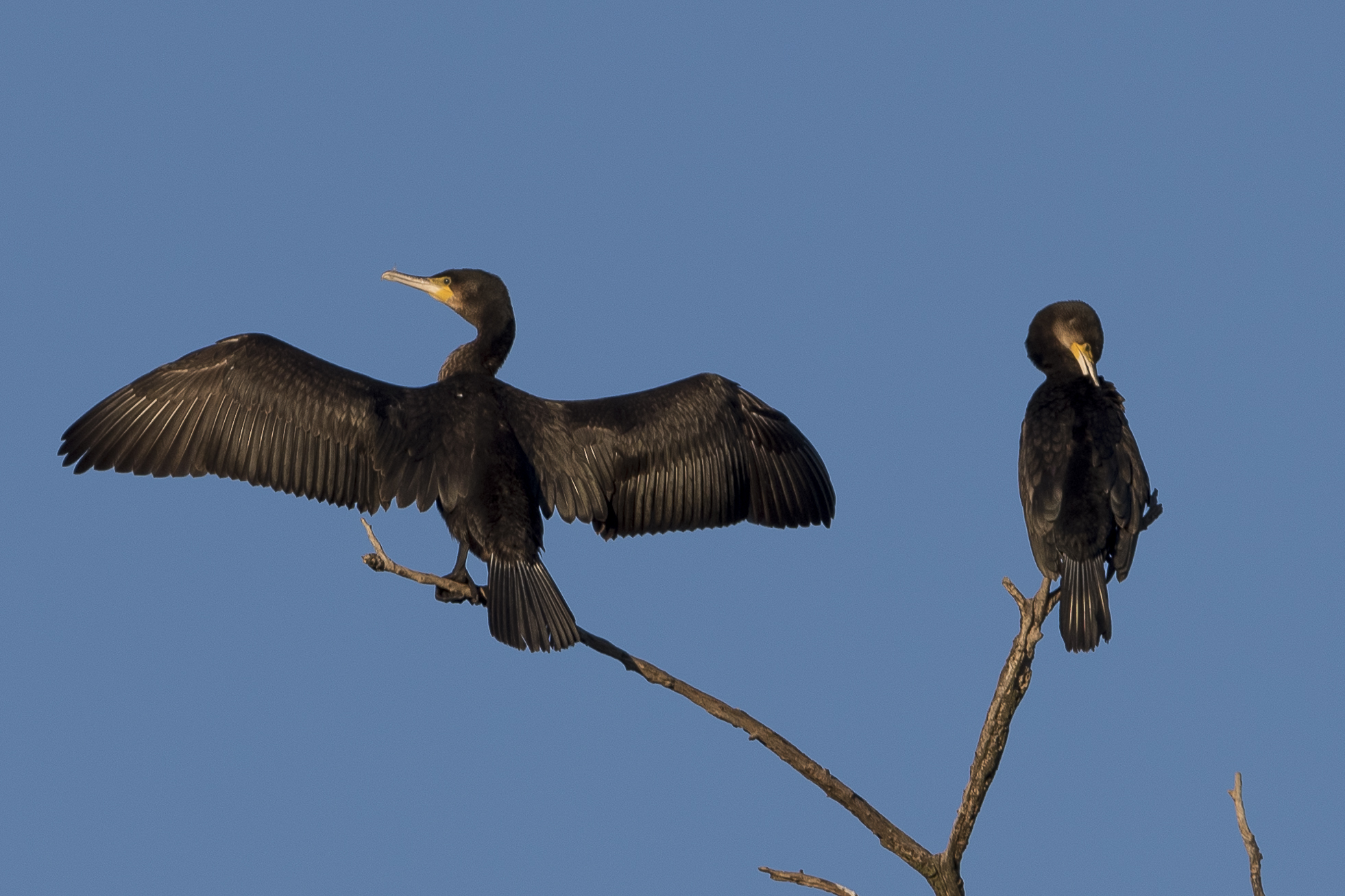 Drying (cormorants)