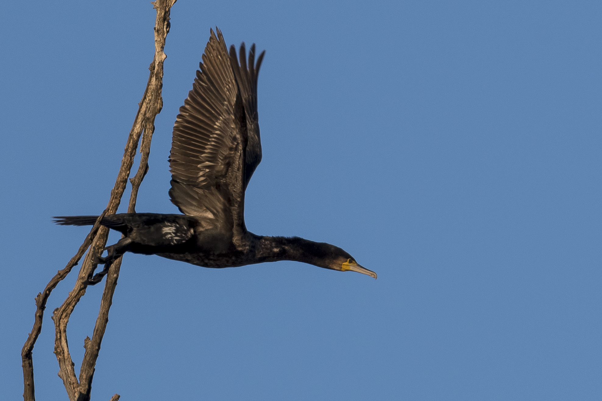 Deadlift (cormorant)