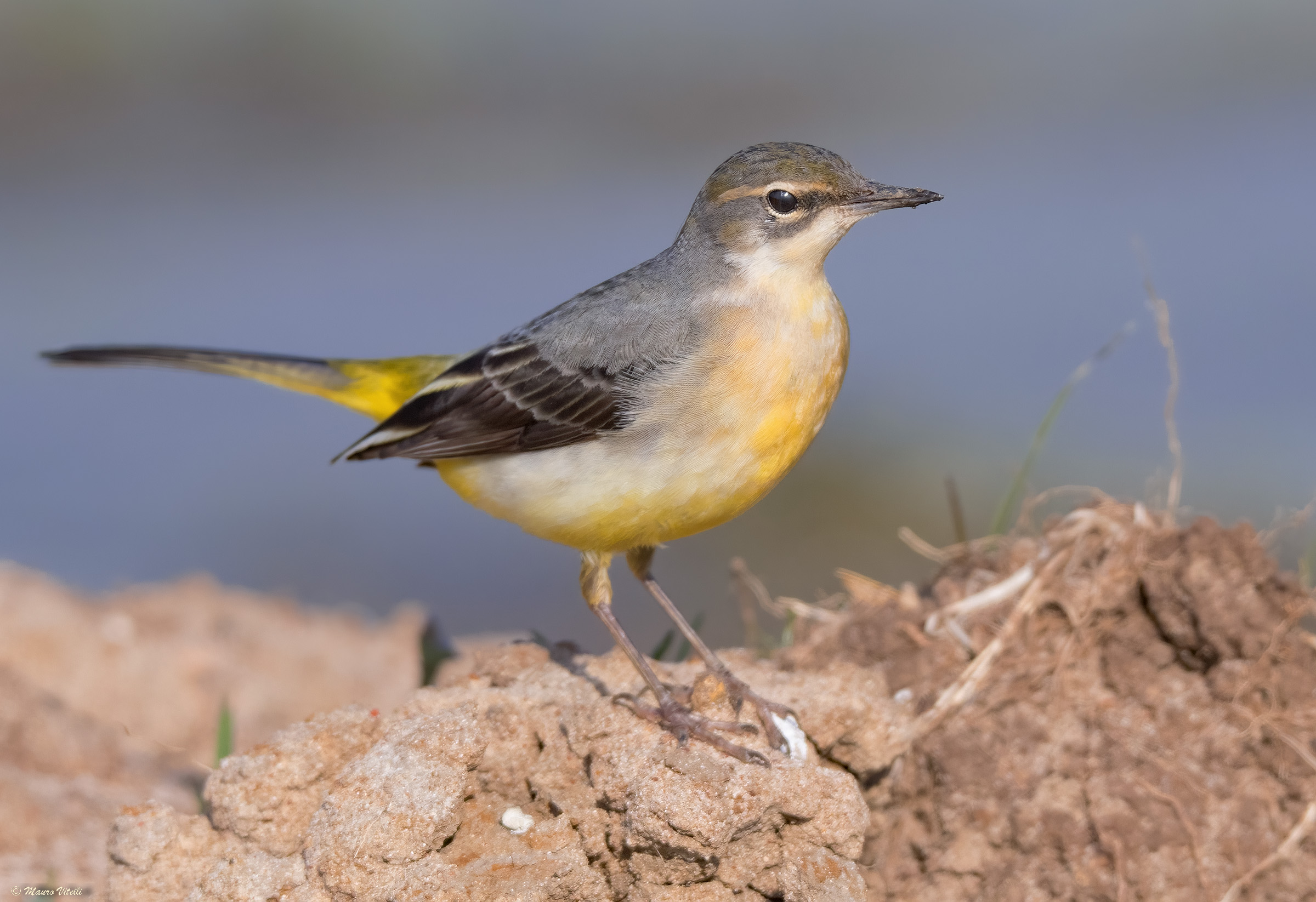 Yellow wagtail (Motacilla cinerea)