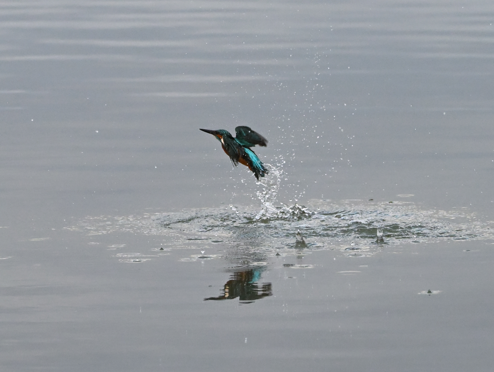 L'uscita dall'acqua del martino
