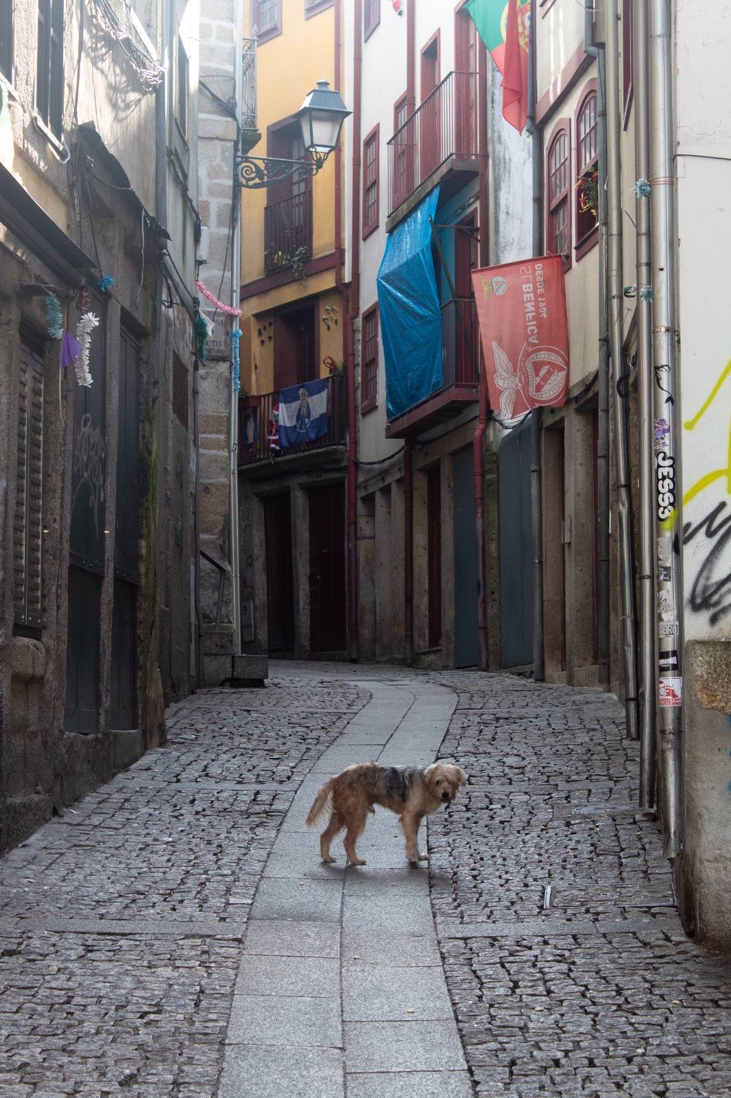 Ciao cagnolino