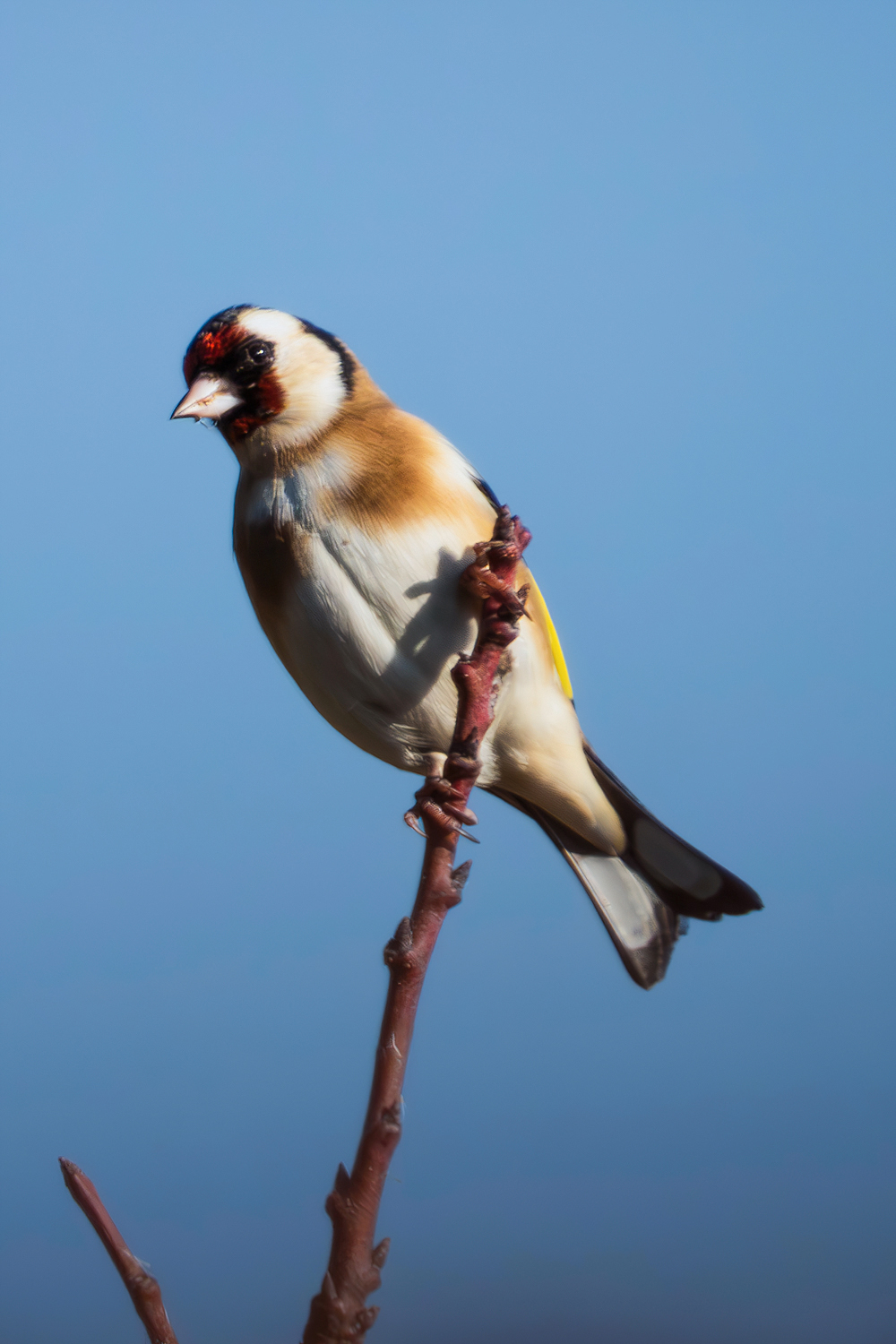 Goldfinch