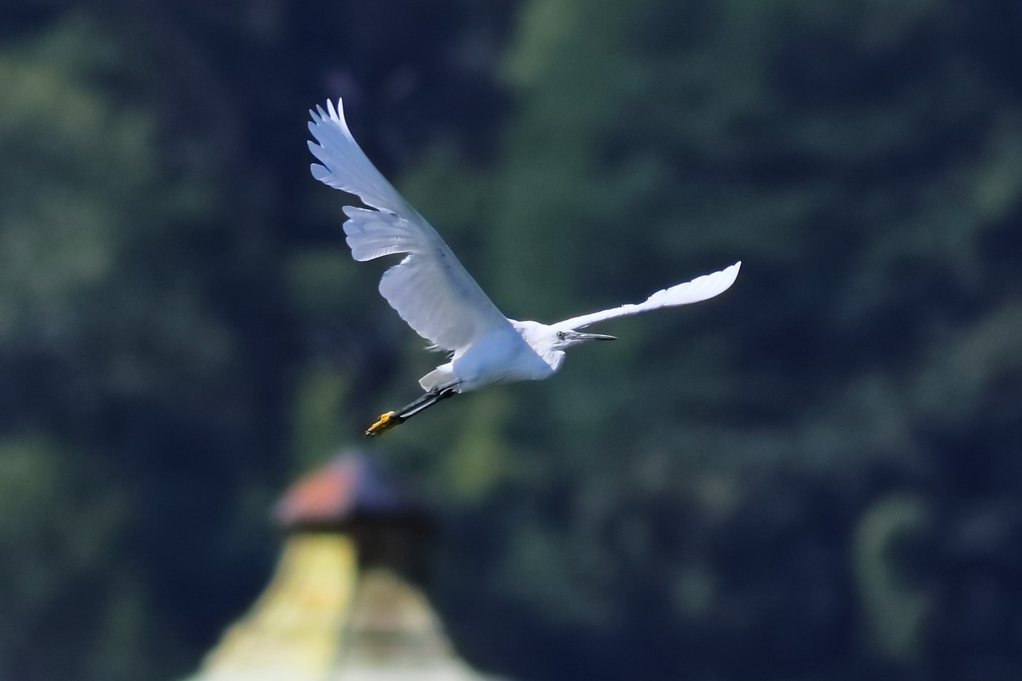 Little Egret 13-08-2023