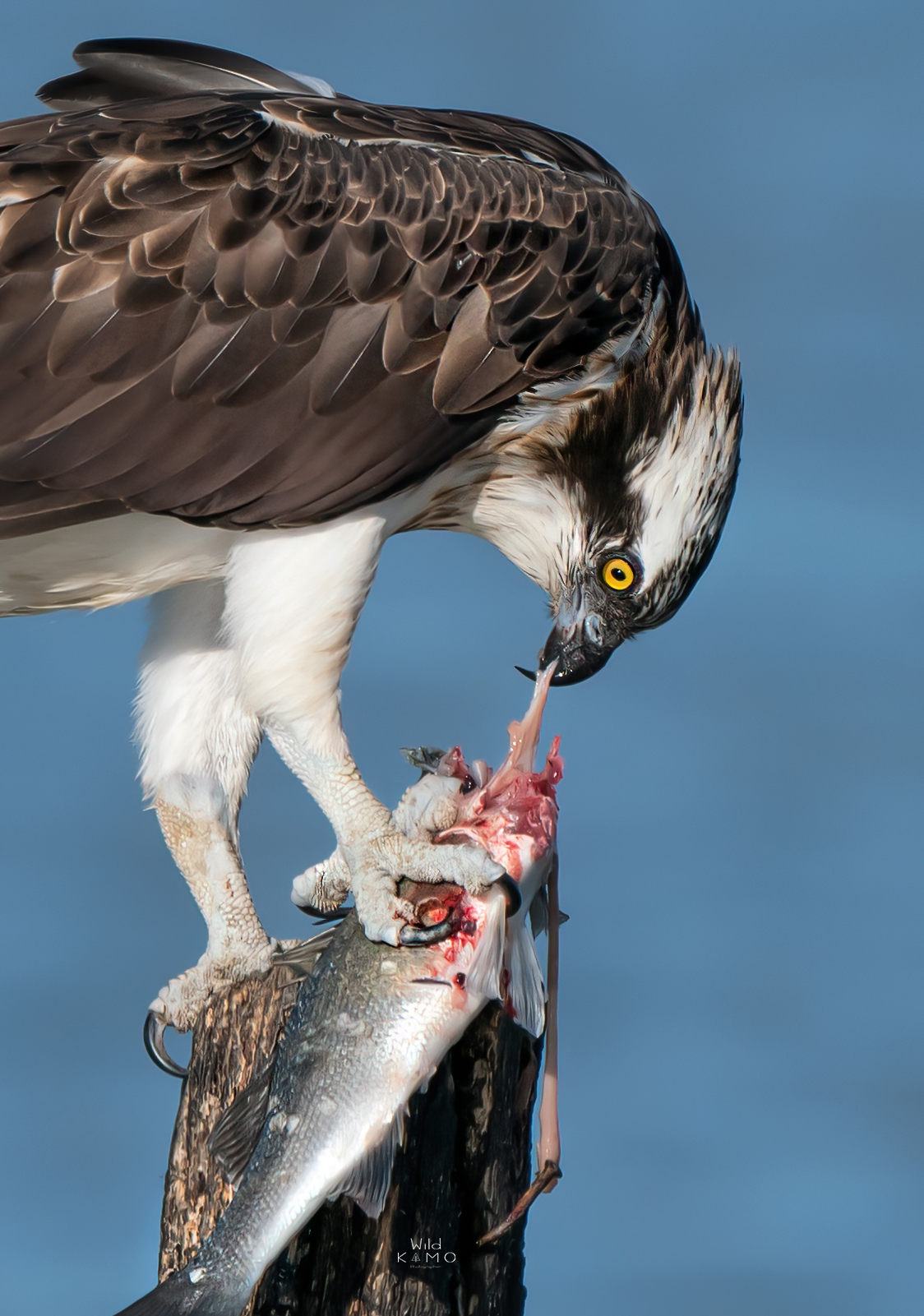 Falco Pescatore con preda