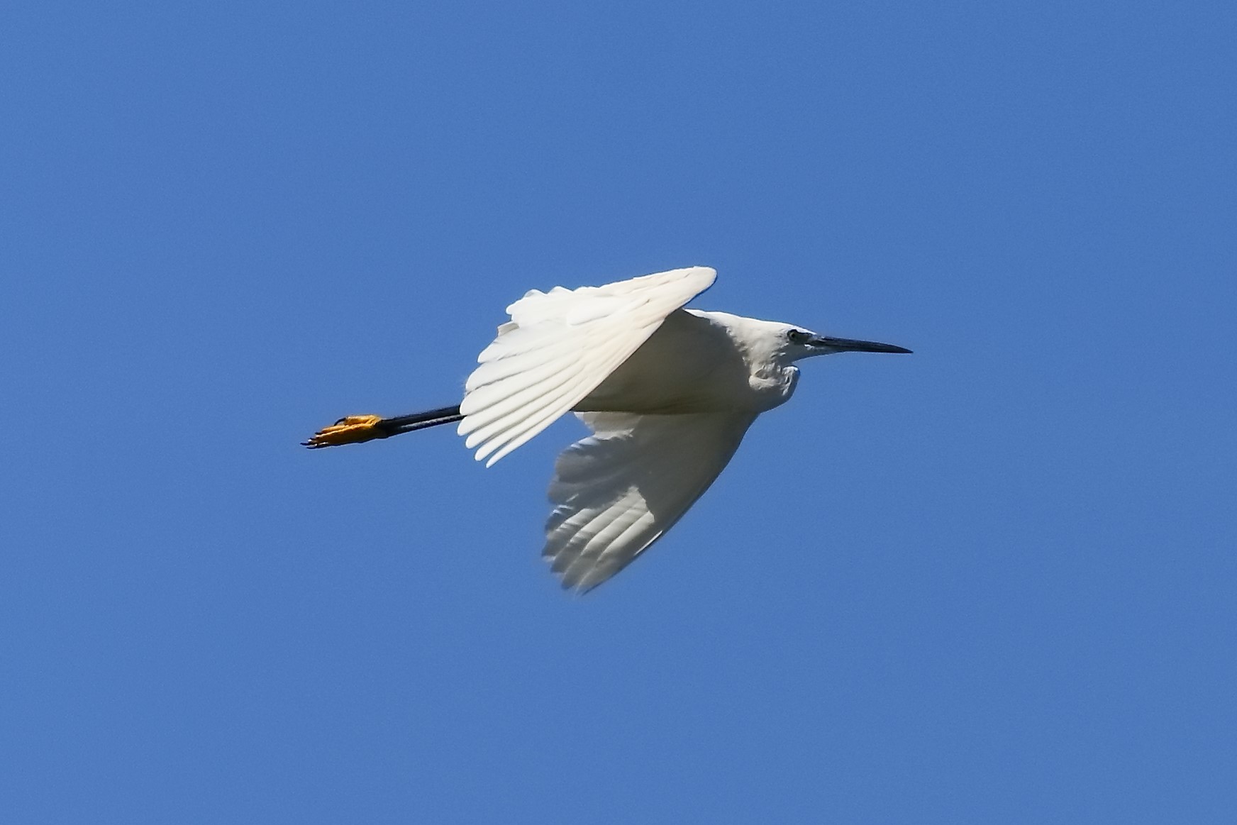 Little Egret 13-08-2023