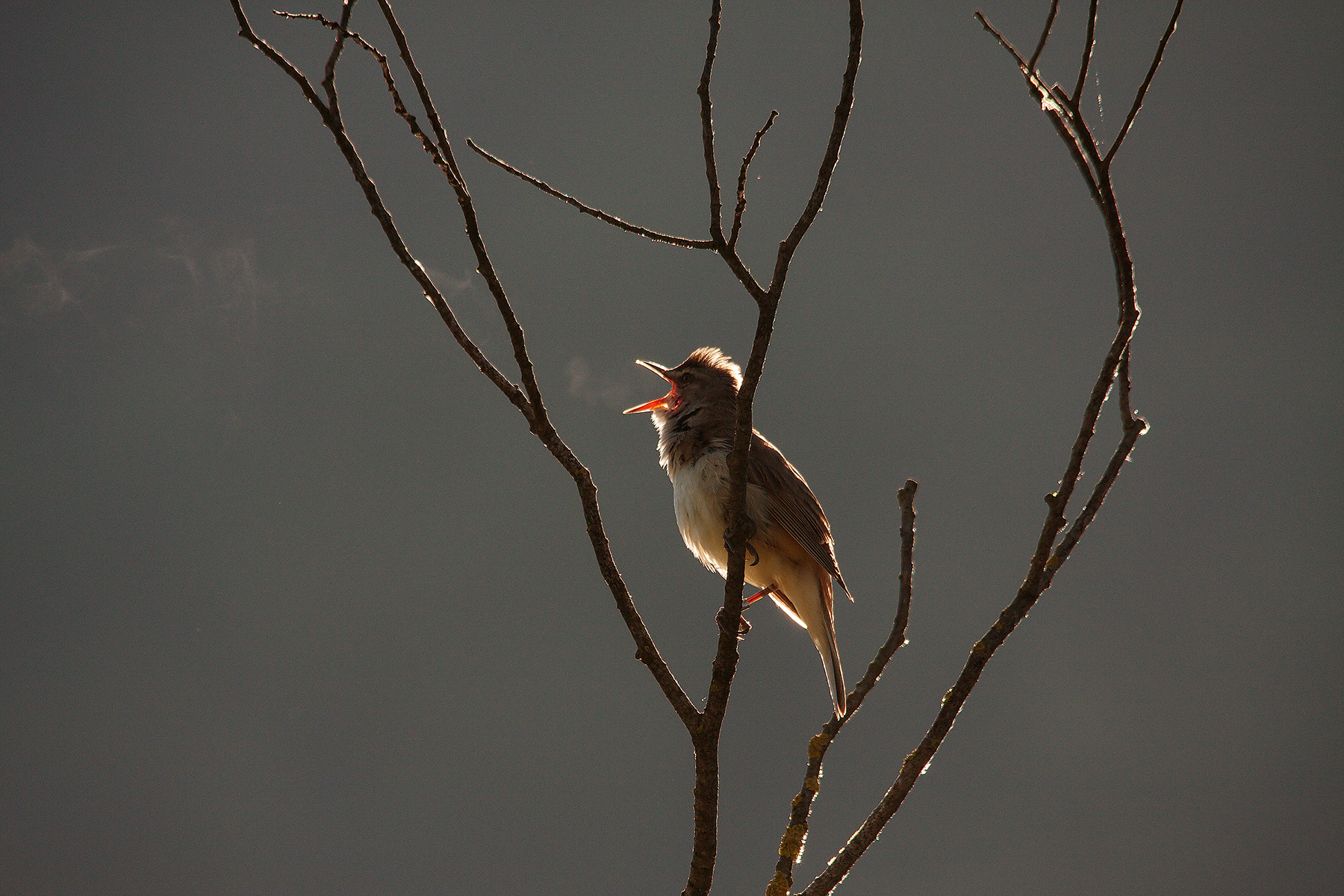 Il fumetto del cannareccione 2