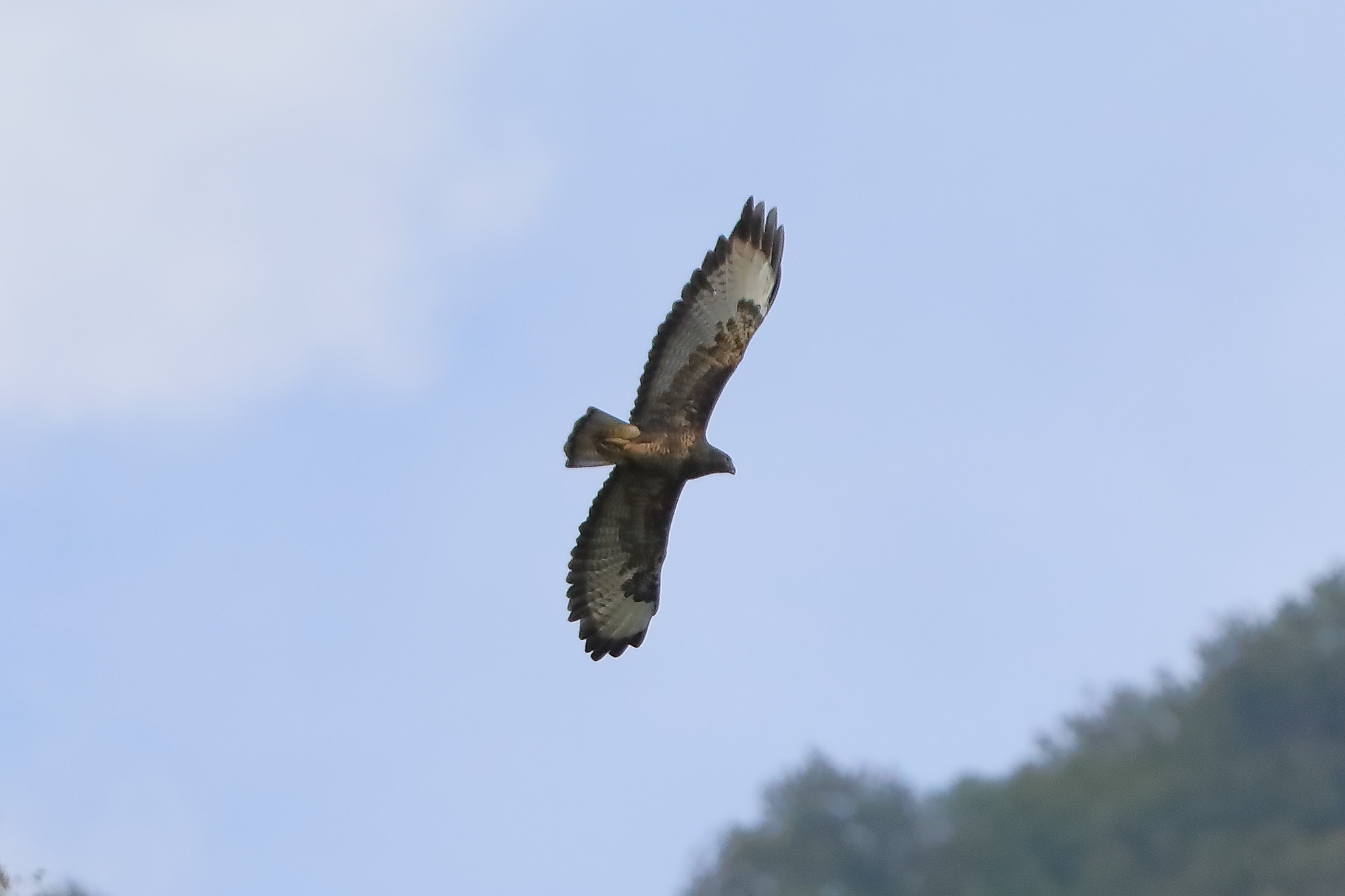 Buzzard 20-09-2023