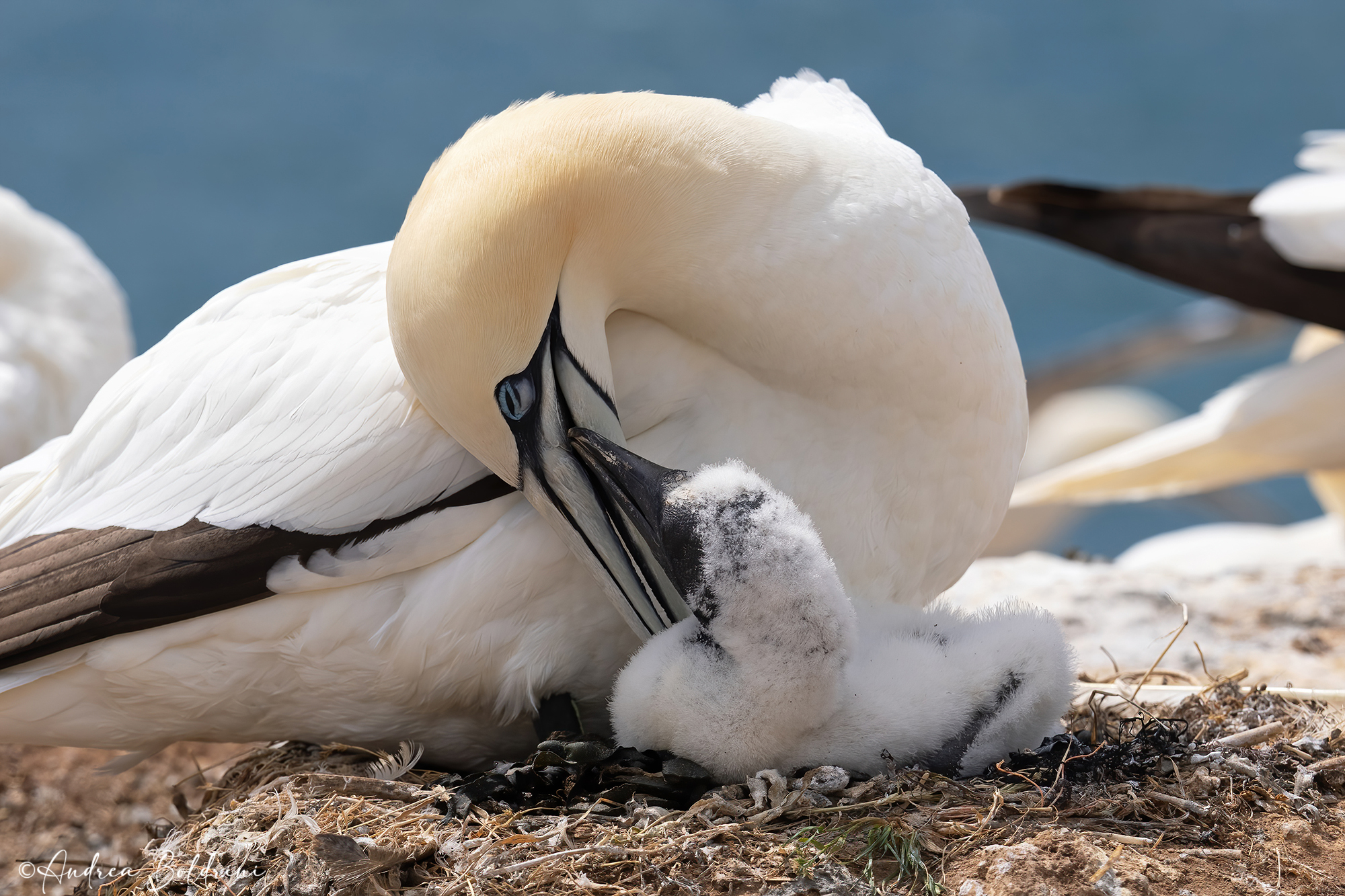 The affection of the little one
