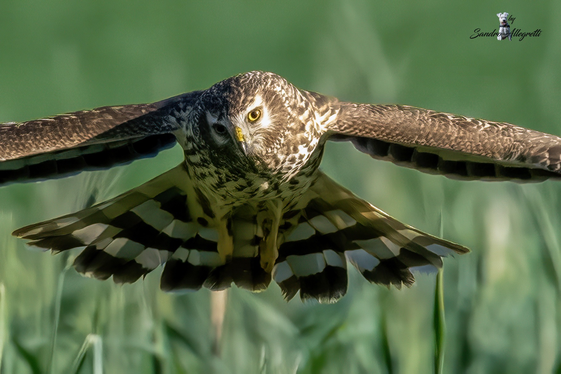 The hen harrier (Circus cyaneus)