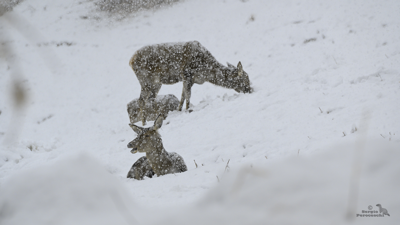 What a beautiful memory the snow :-(