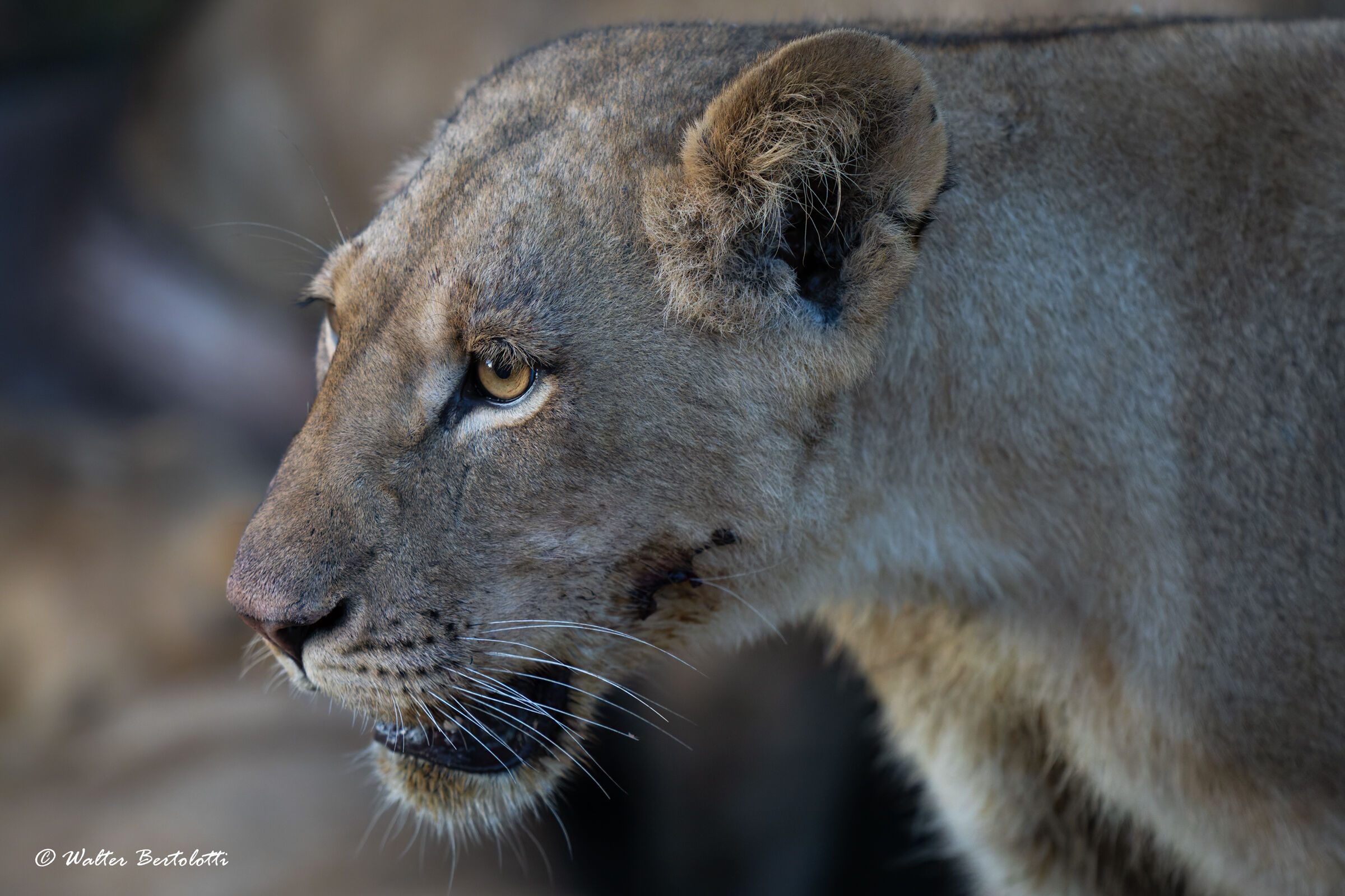 ritratto di cacciatrice