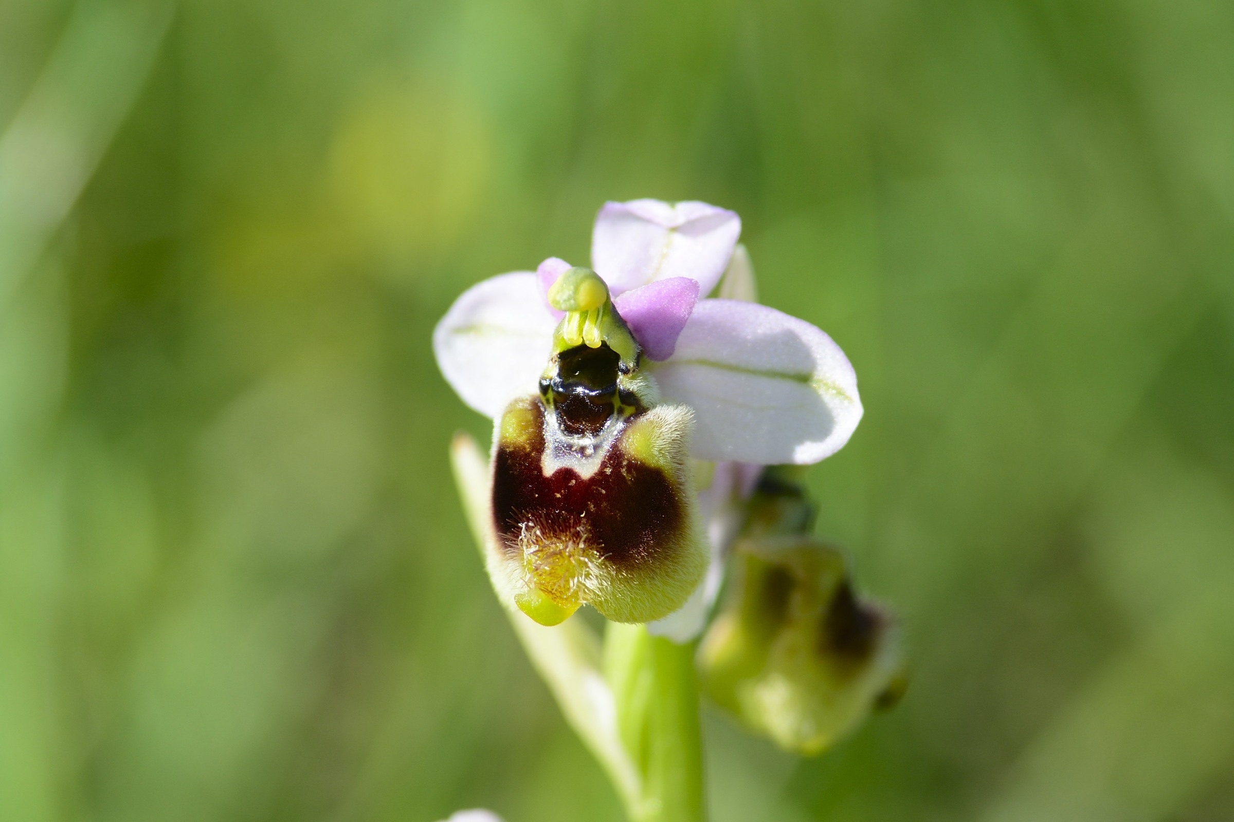 O.tentrediniera with 300 +1.4