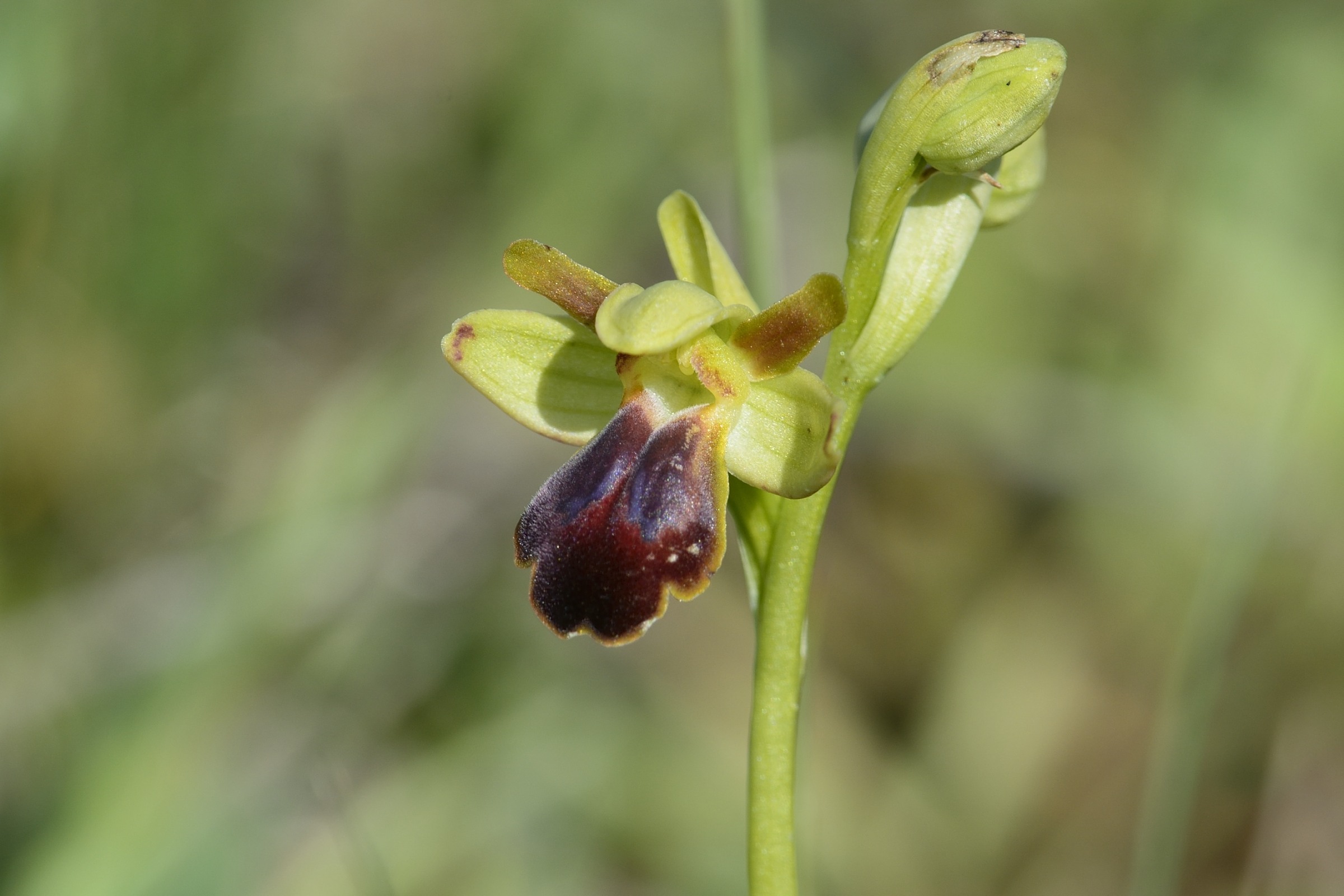 O.fusca funeral with 300 + 1.4