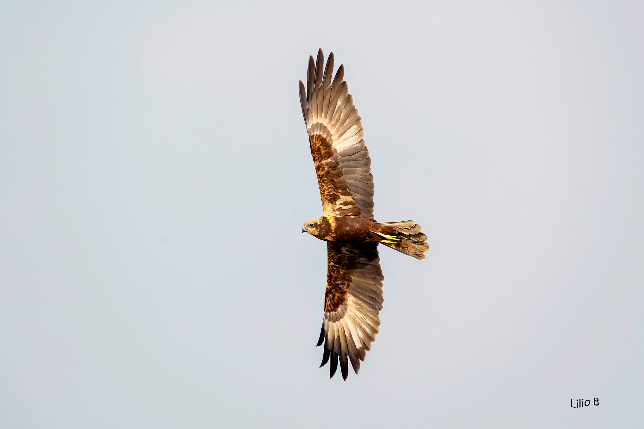 Marsh Harrier