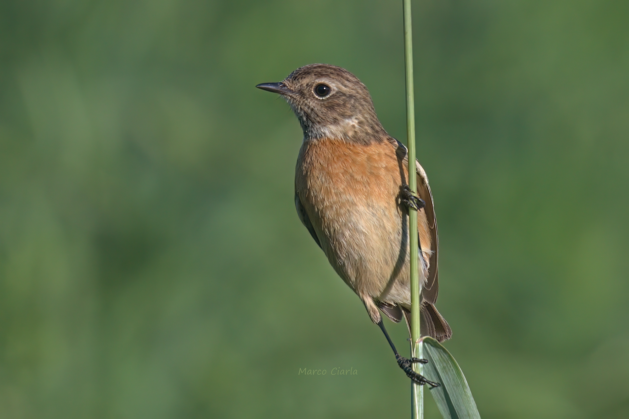 Saltimpalo (Saxicola rubicola)