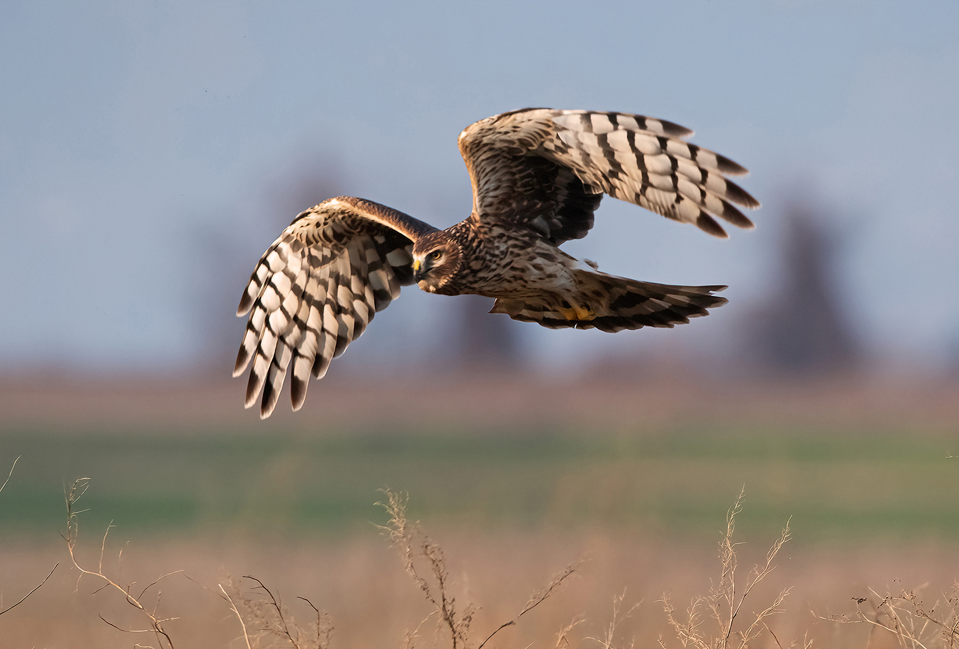 Female hen harrier